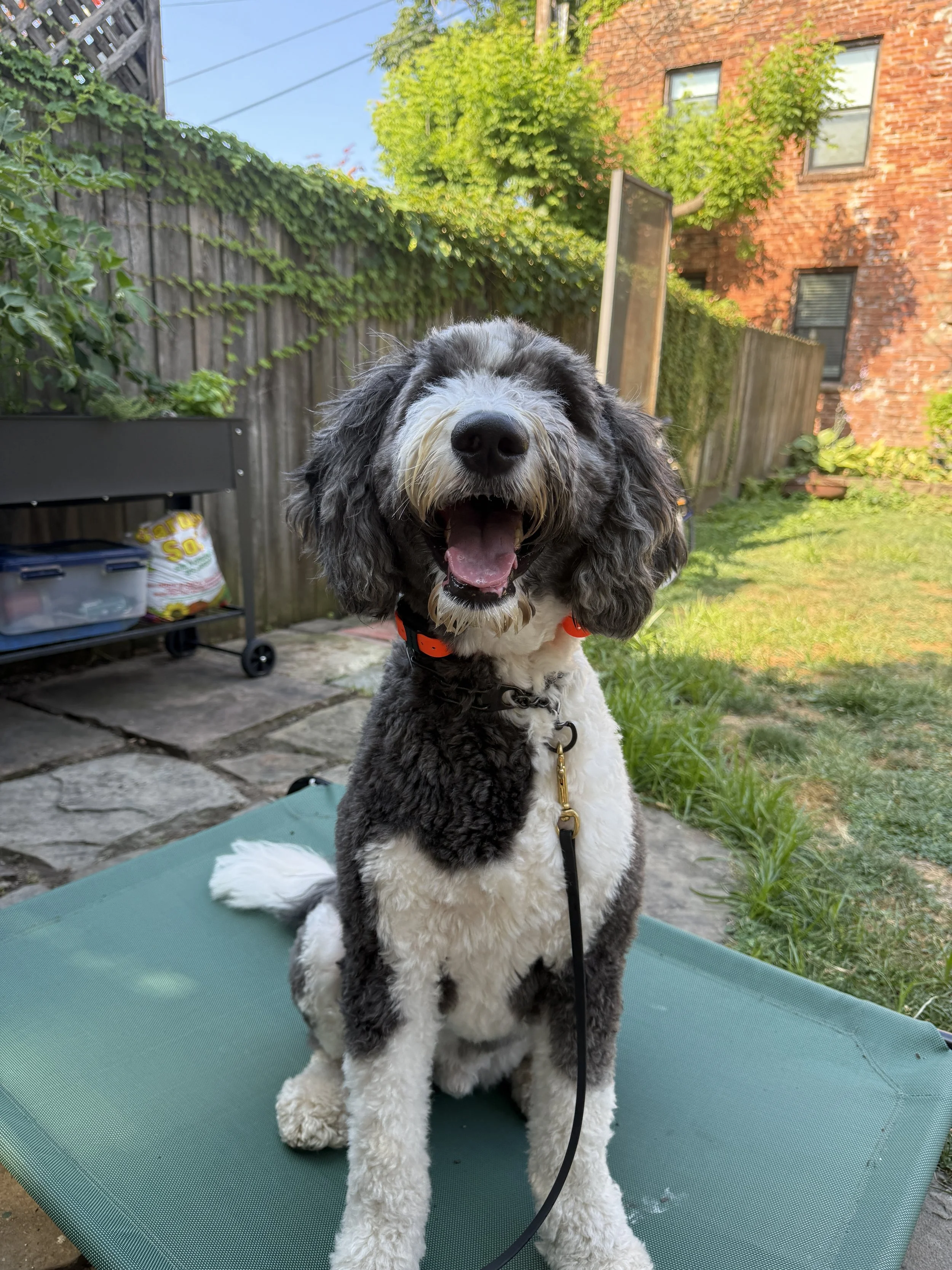 A happy black and white curly-haired dog sitting on a green outdoor cushion in a backyard with grass, a brick house, and a wooden fence with plants.