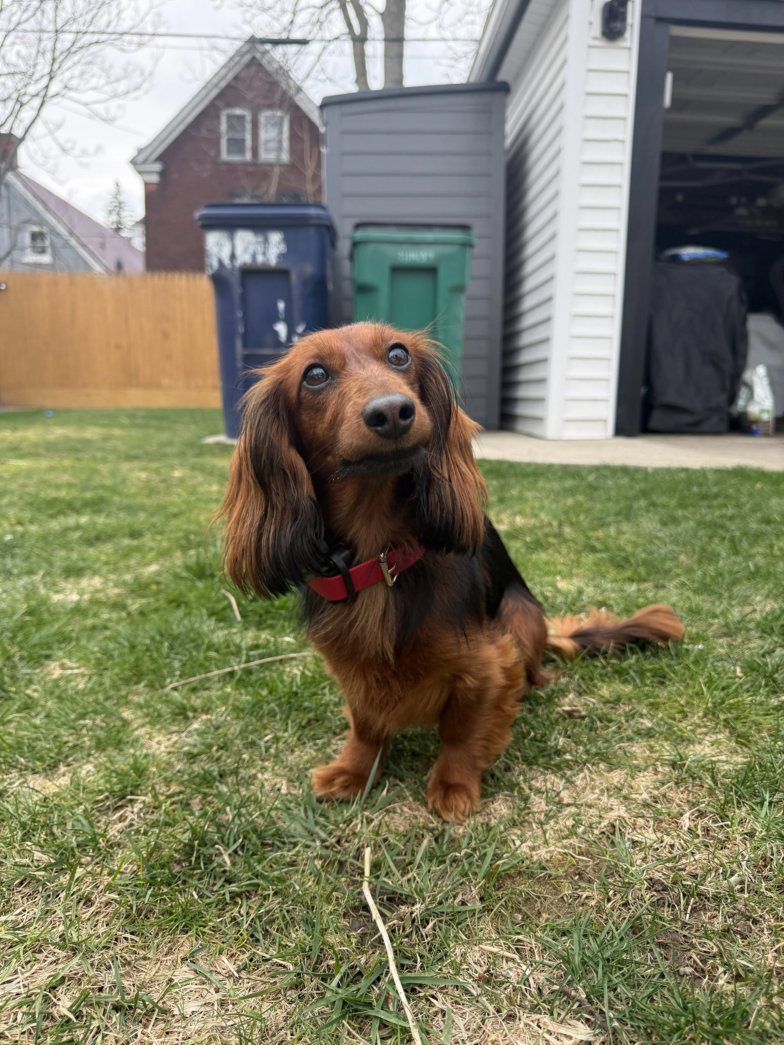 A small brown and black long-haired dachshund dog with a red collar sitting on grassy yard, looking up.