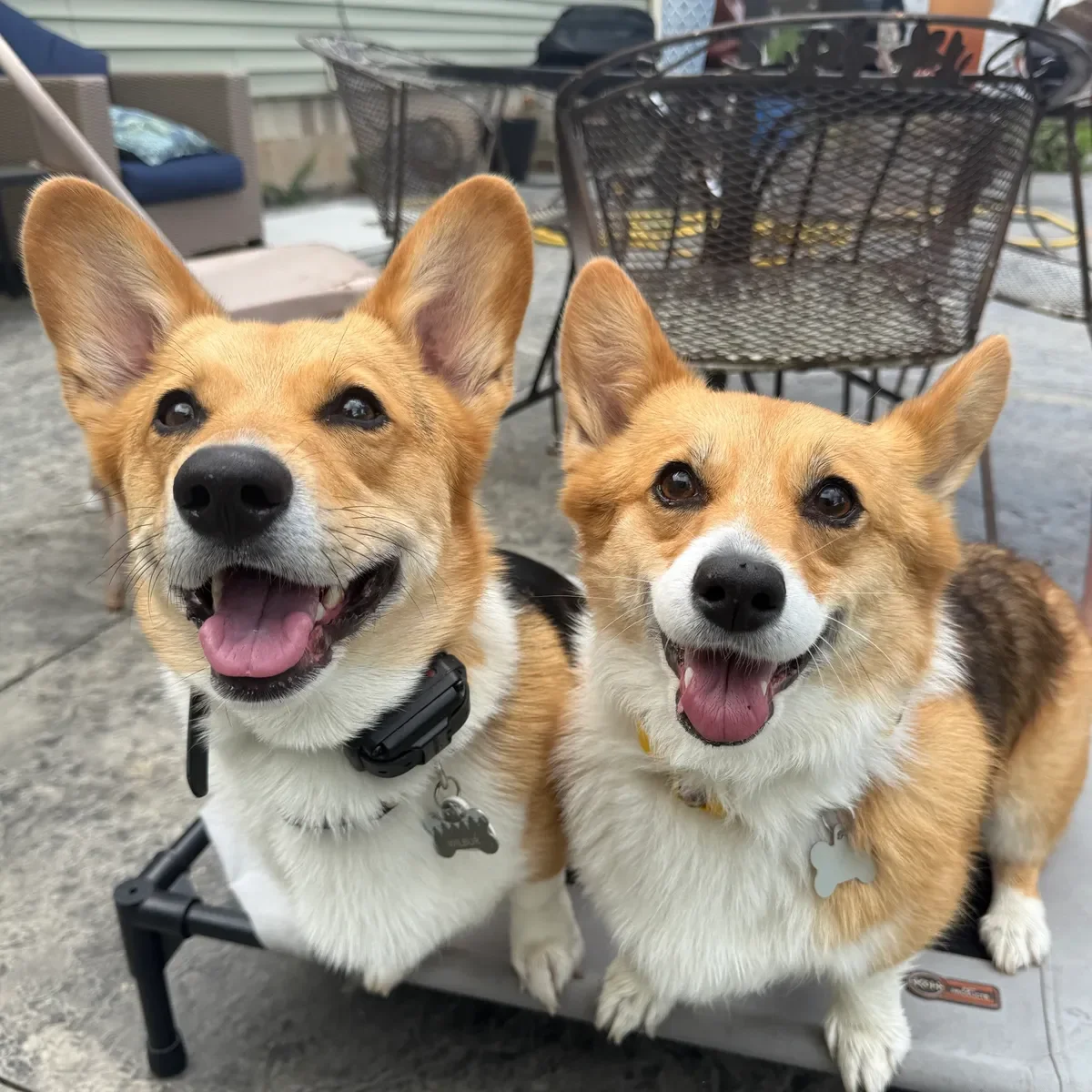 Two cheerful corgi dogs with open mouths and tongues out sitting on a gray pet bed. One has a black collar with a tag, and the other has a collar with a bone-shaped tag. They are outdoors with patio furniture and a house in the background.