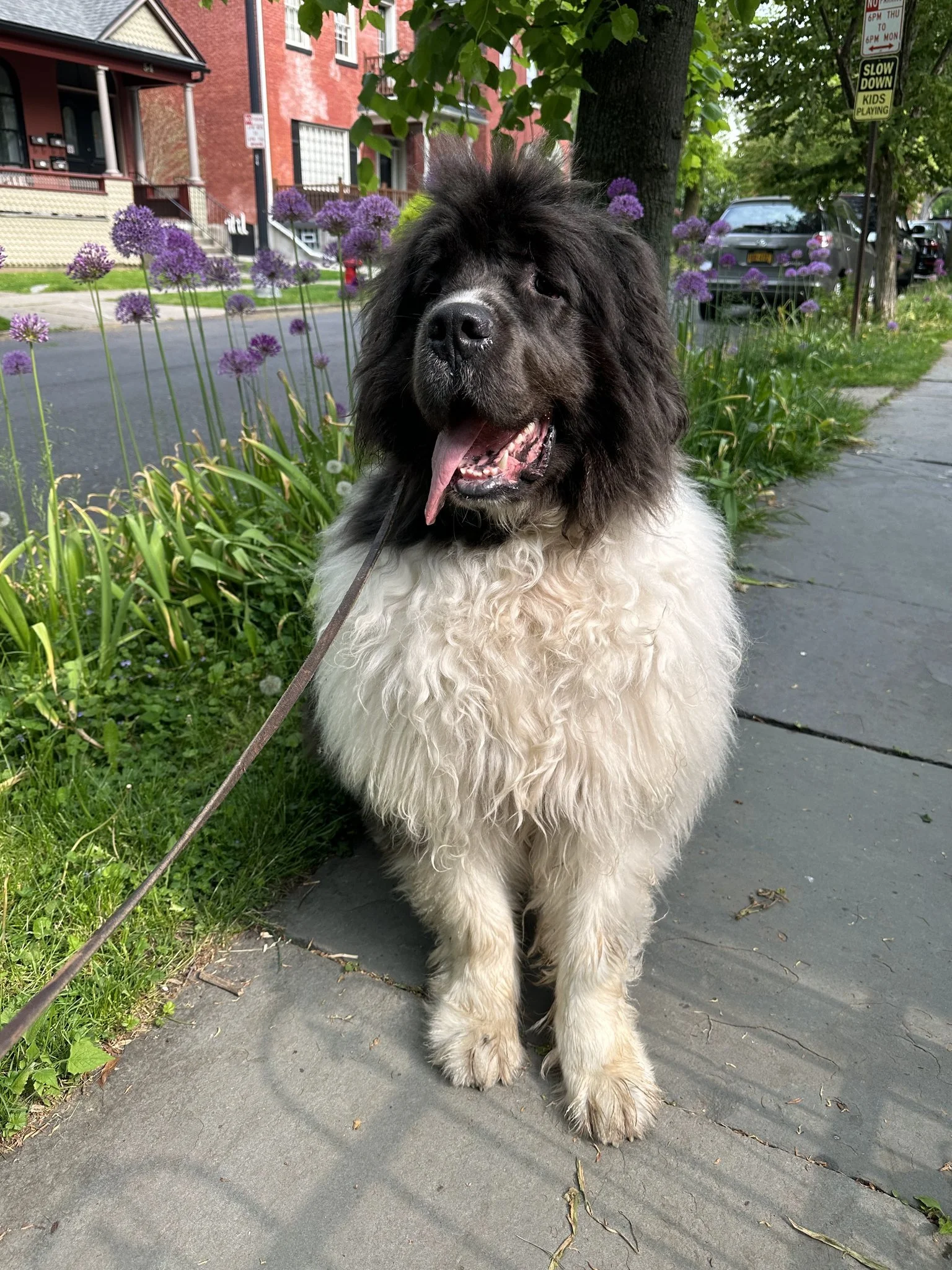 A large, fluffy dog with a black face, dark ears, and a white, curly coat, sitting on a sidewalk next to a garden with purple flowers and green foliage. The dog appears happy with its tongue hanging out. In the background, there are residential house