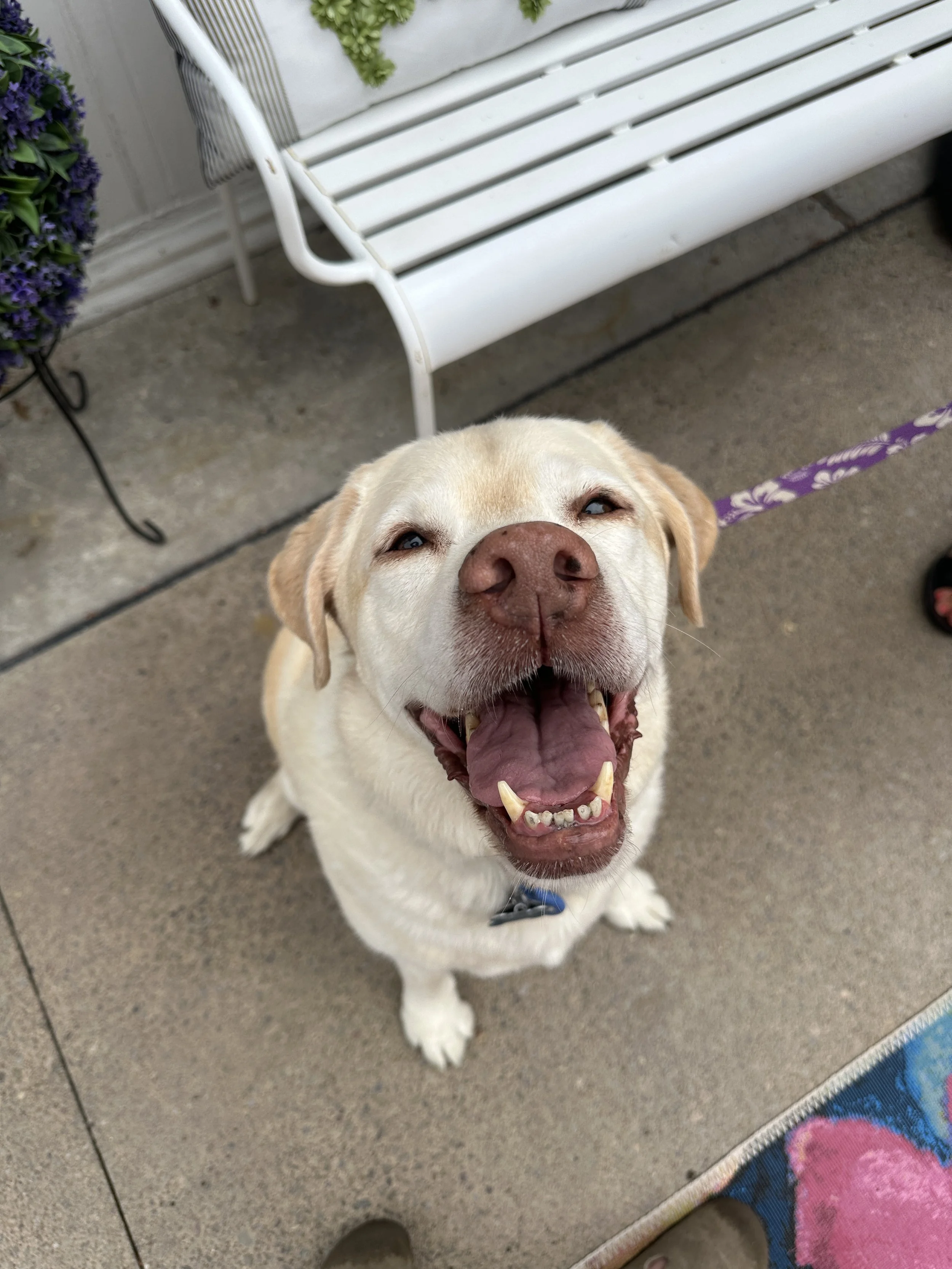 A smiling yellow Labrador Retriever sitting on a concrete porch, looking up at the camera with mouth open. There are white benches, potted plants, and a colorful mat nearby.