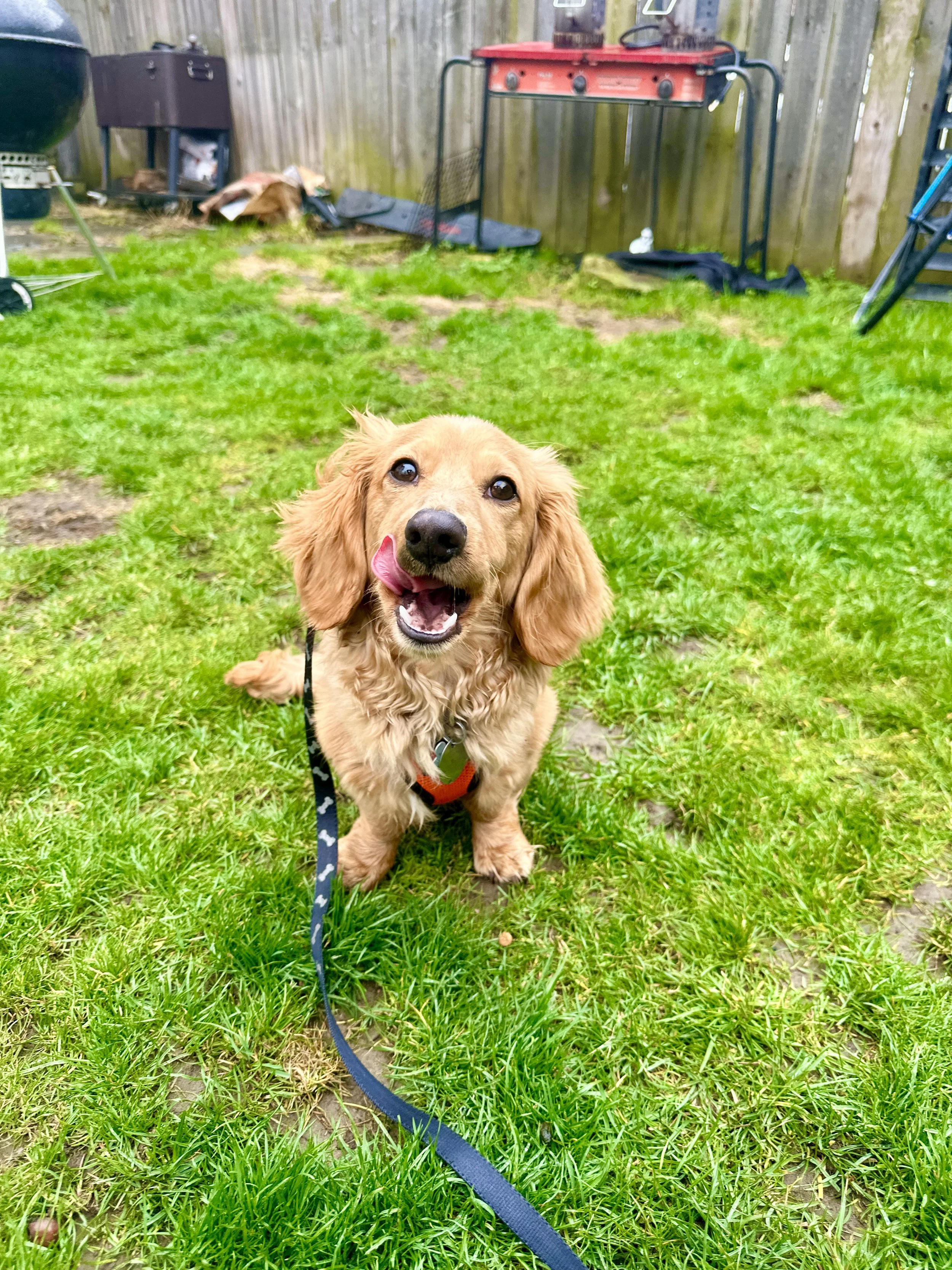A happy dog with floppy ears and a pink tongue sticking out sitting on green grass in a backyard.