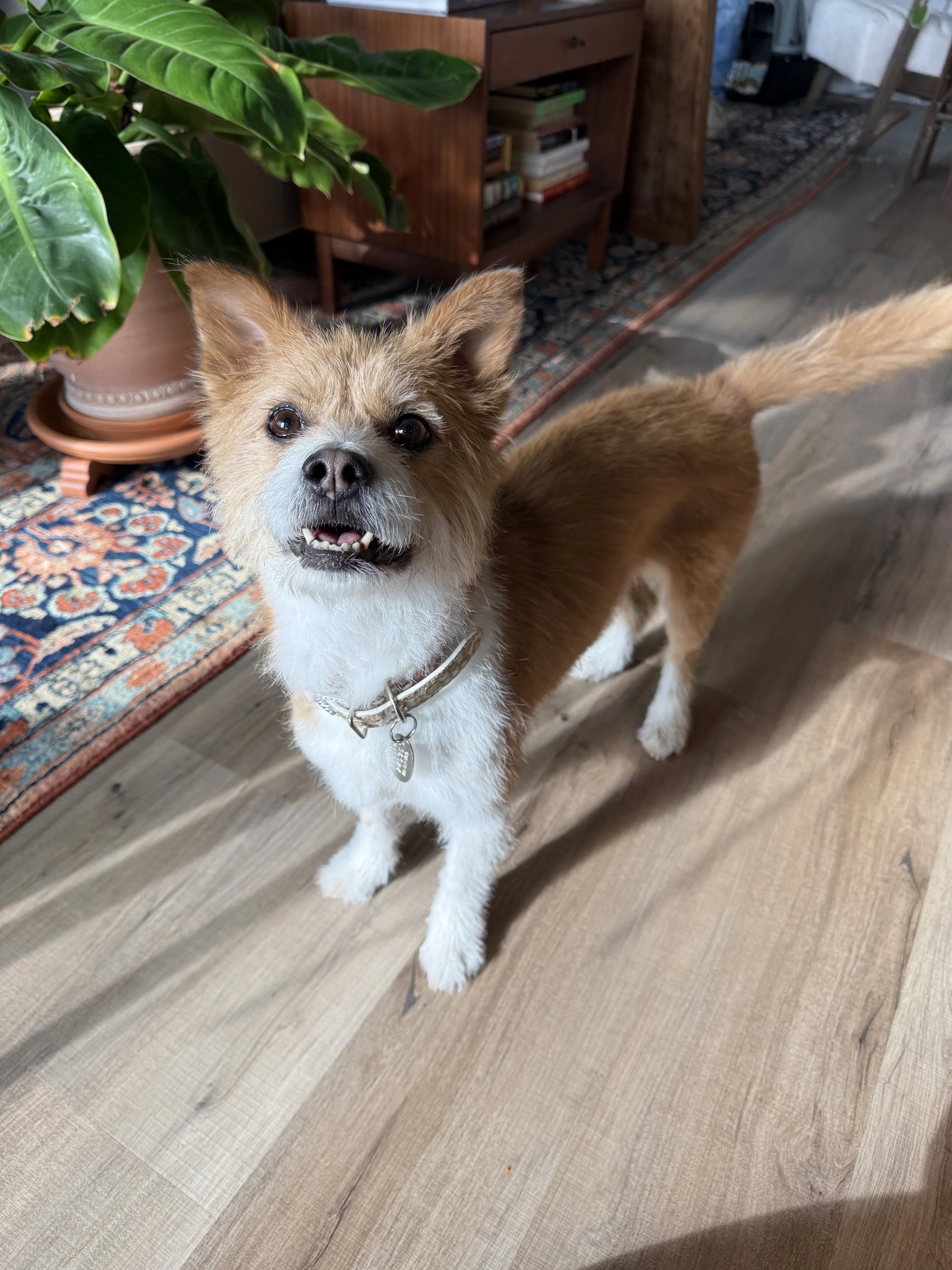 A small, tan and white dog with pointy ears, looking up at the camera with an open mouth, standing on a wooden floor beside a colorful rug and a green potted plant.