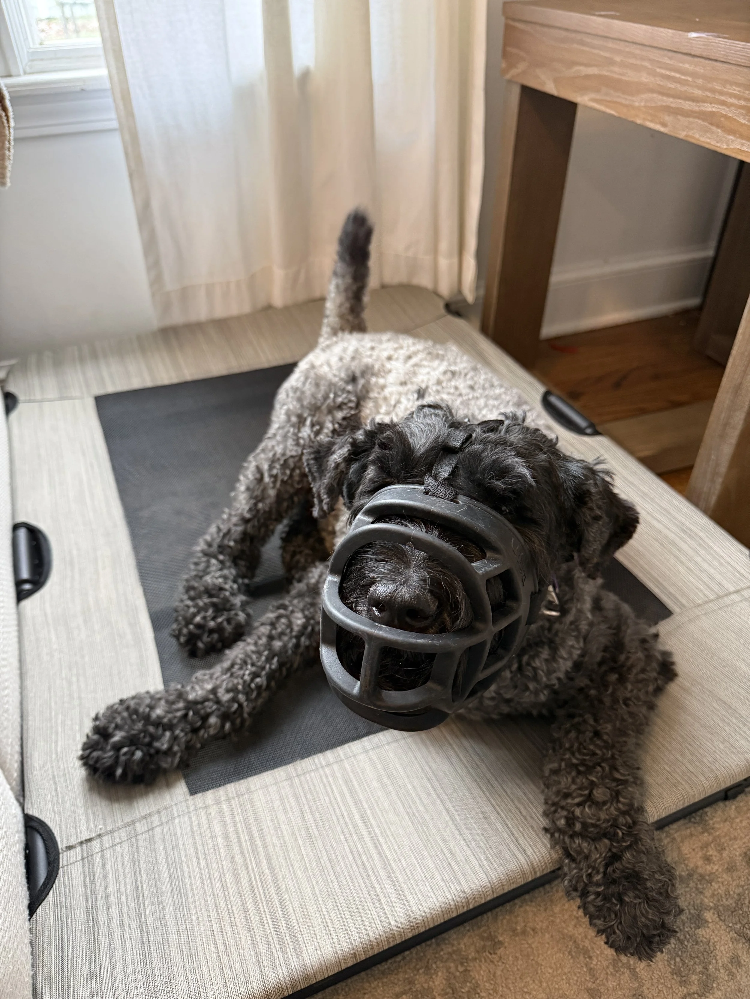 A black and gray curly-haired dog lying on a dog bed, wearing a black muzzle in a room with beige curtains and wooden furniture.