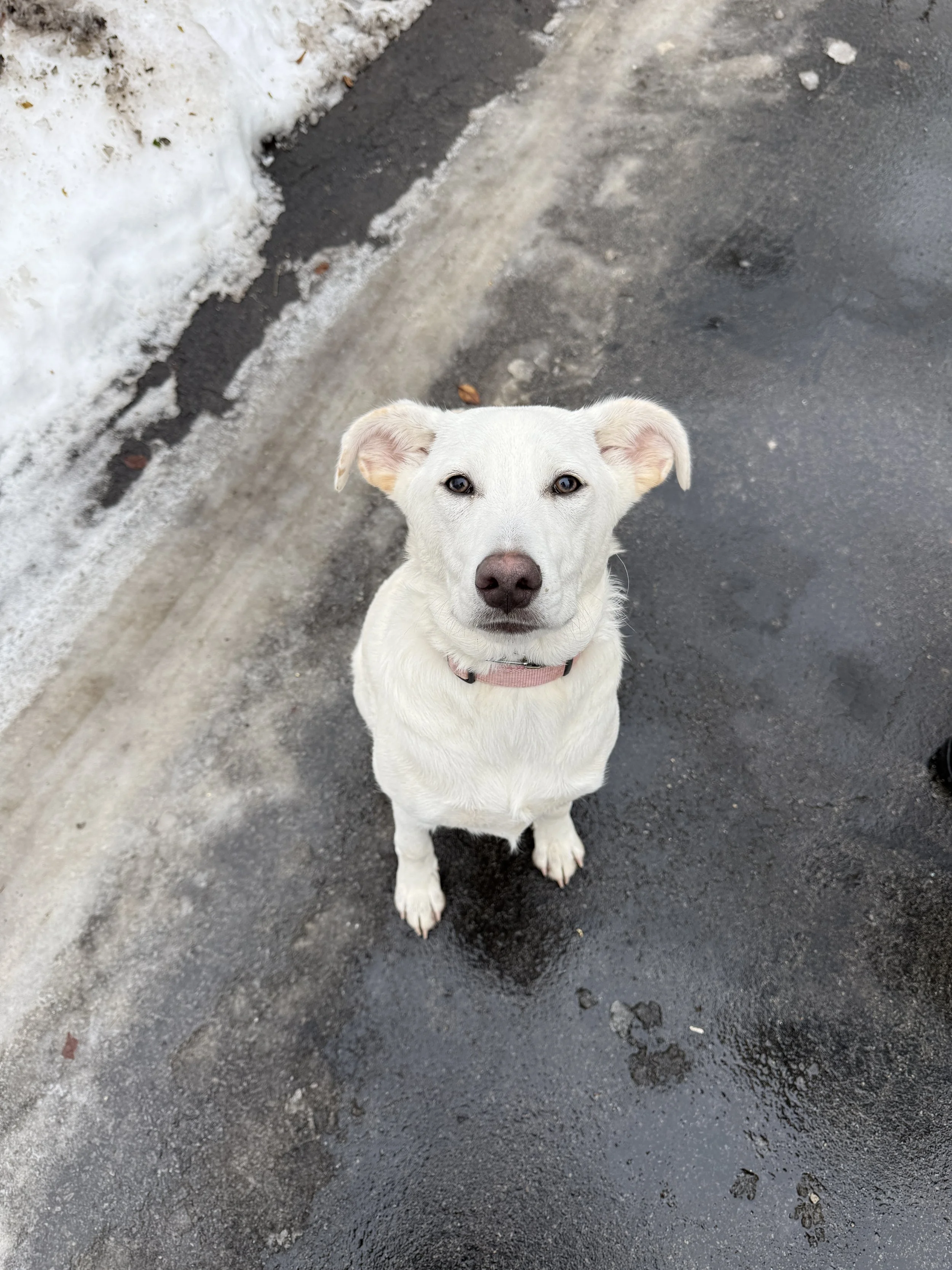 A white dog with light brown eyes and a pink collar, sitting on a wet asphalt surface next to a snow-covered curb and sidewalk.