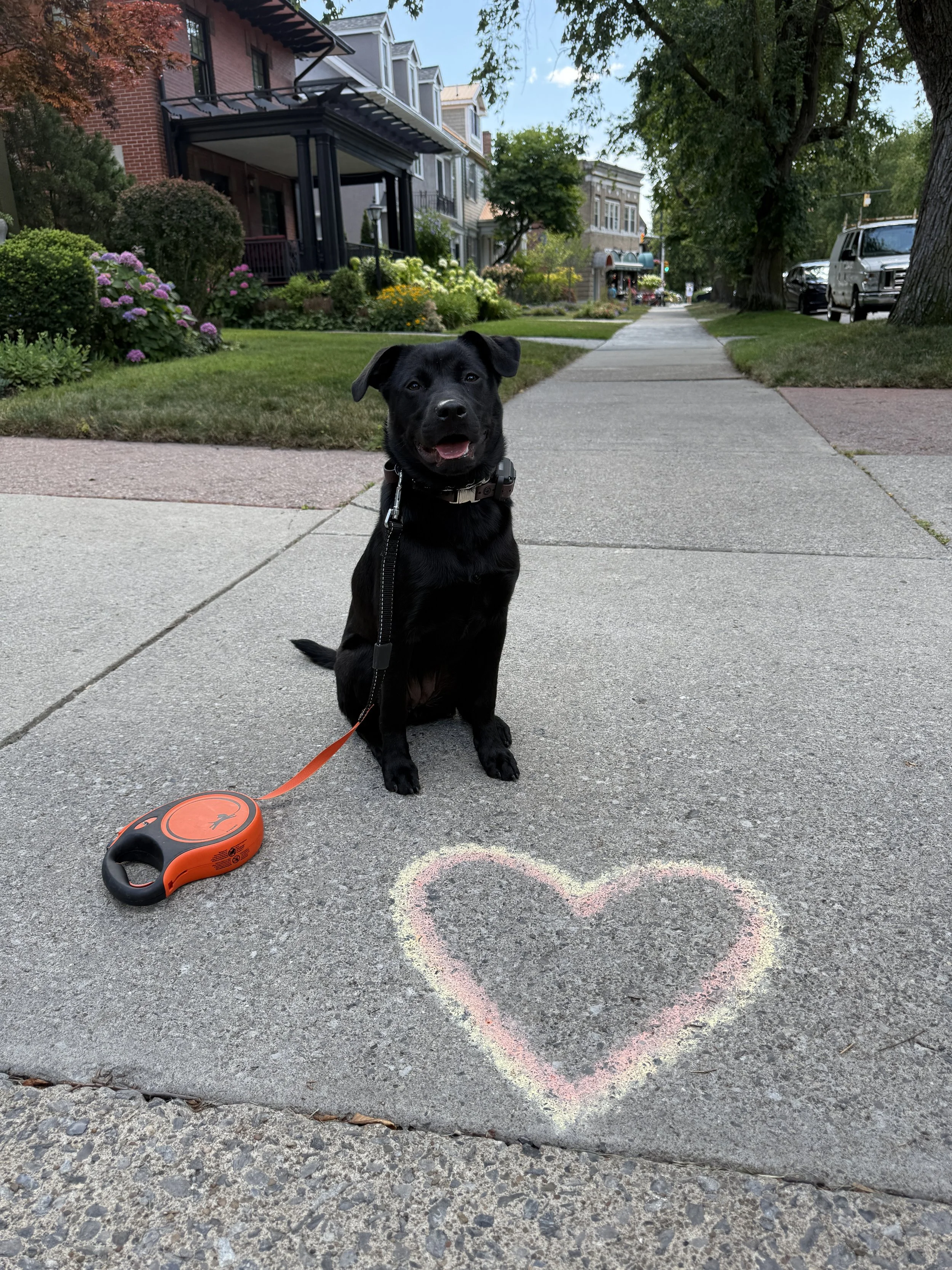 A black puppy with a collar sitting on a sidewalk next to a chalk-drawn pink heart. The puppy is on a red leash and appears happy with its tongue slightly out. There are trees, houses, and parked cars in the background on a suburban street.