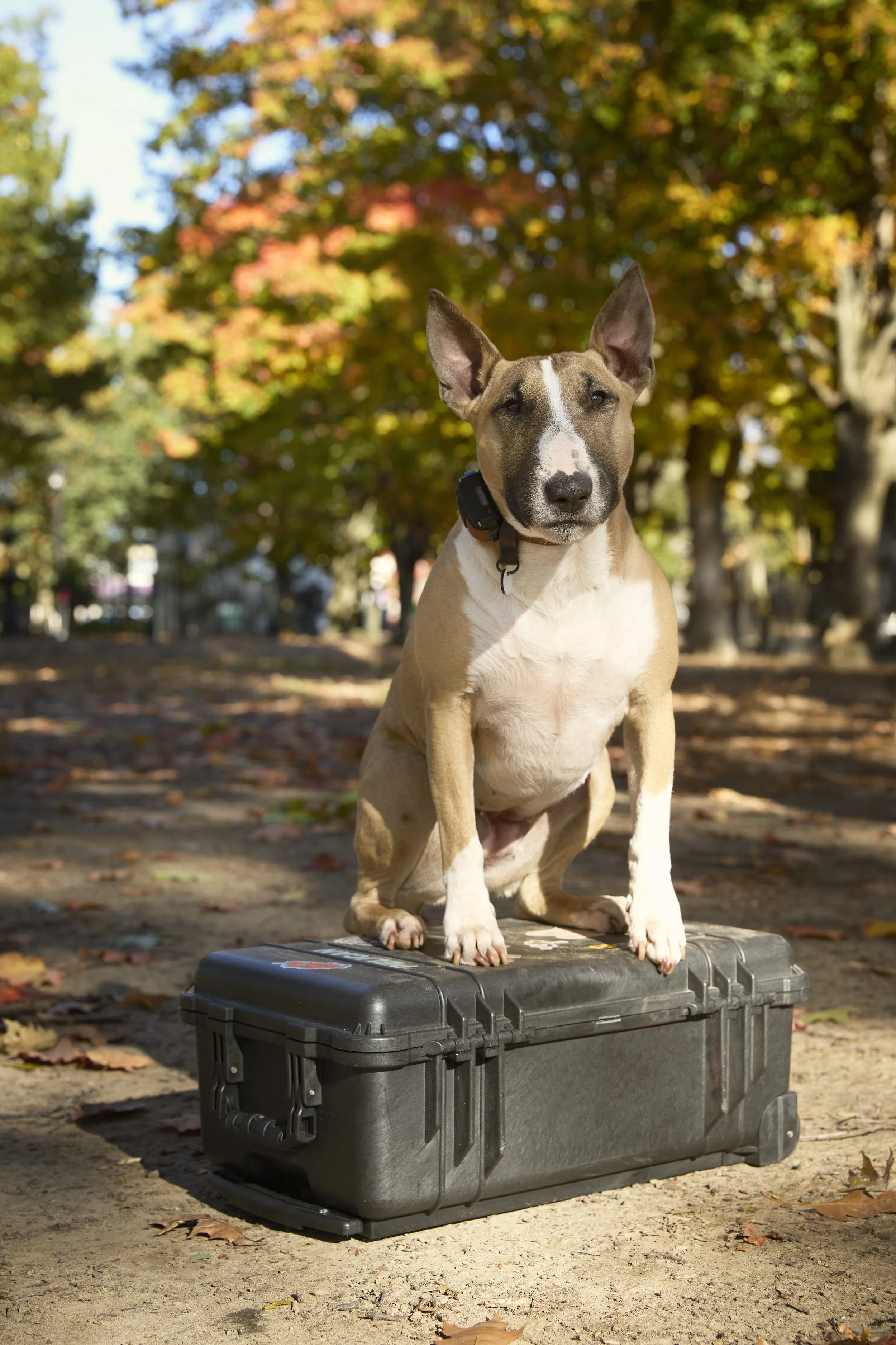 A dog with a tan coat and black markings stands on a black case outdoors, surrounded by fall-colored trees.