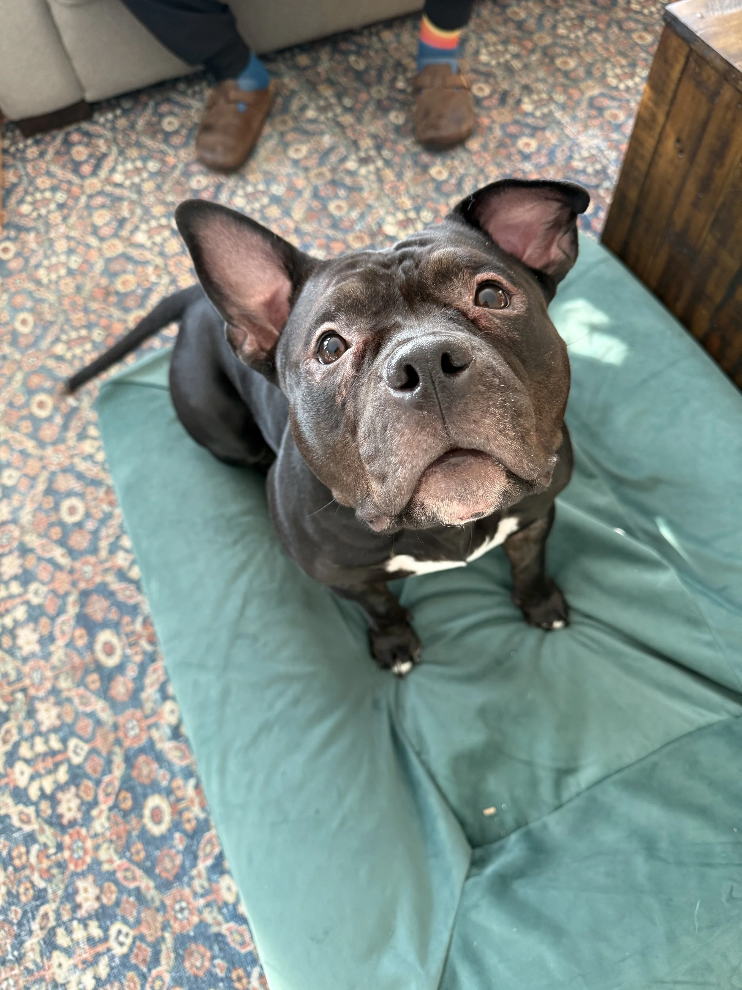 Cute black and white Boston terrier dog sitting on a green cushion, looking up.