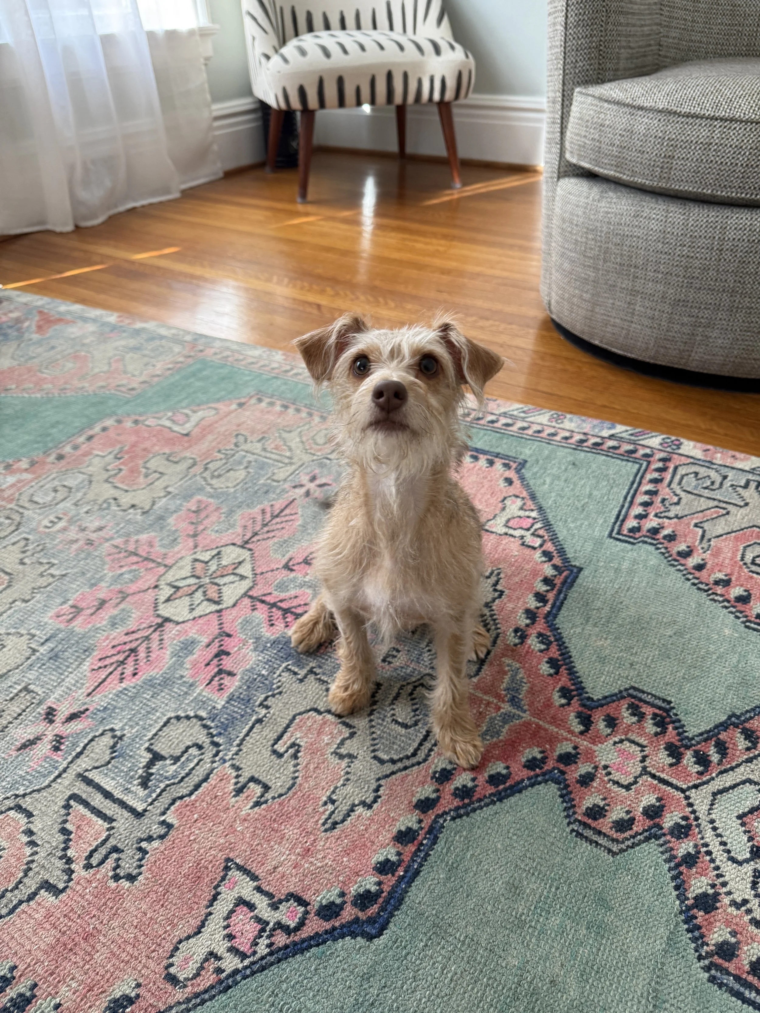 A small tan dog with a scruffy coat sitting on a vintage-style patterned rug in a living room, with a gray armchair and a striped accent chair in the background.