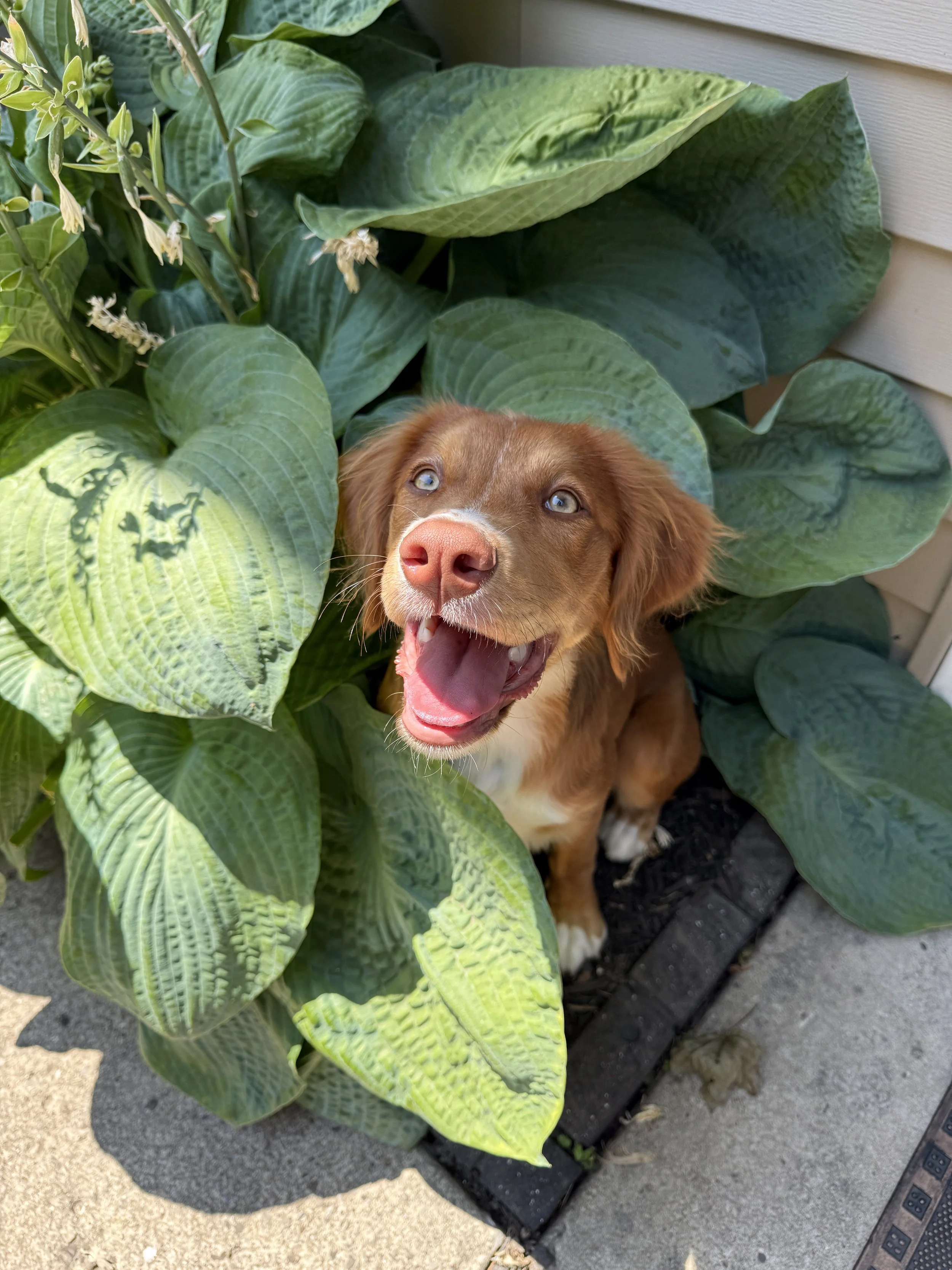 A happy brown dog with blue eyes sitting among large green leaves outside, near the corner of a house.