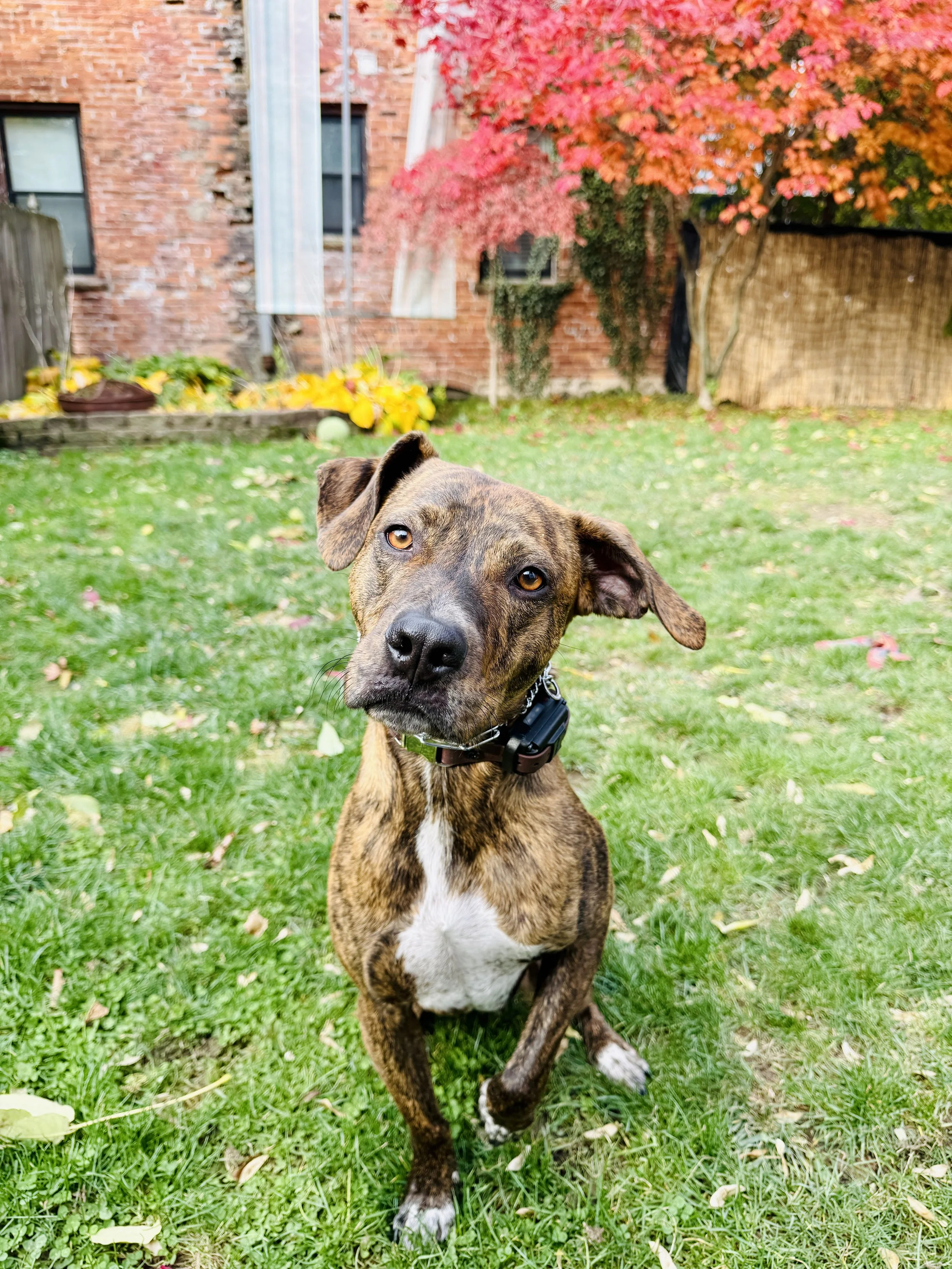 A brown brindle dog with a white patch on its chest sitting on green grass in a backyard, looking at the camera, with a red and orange autumn tree, brick wall, and garden in the background.