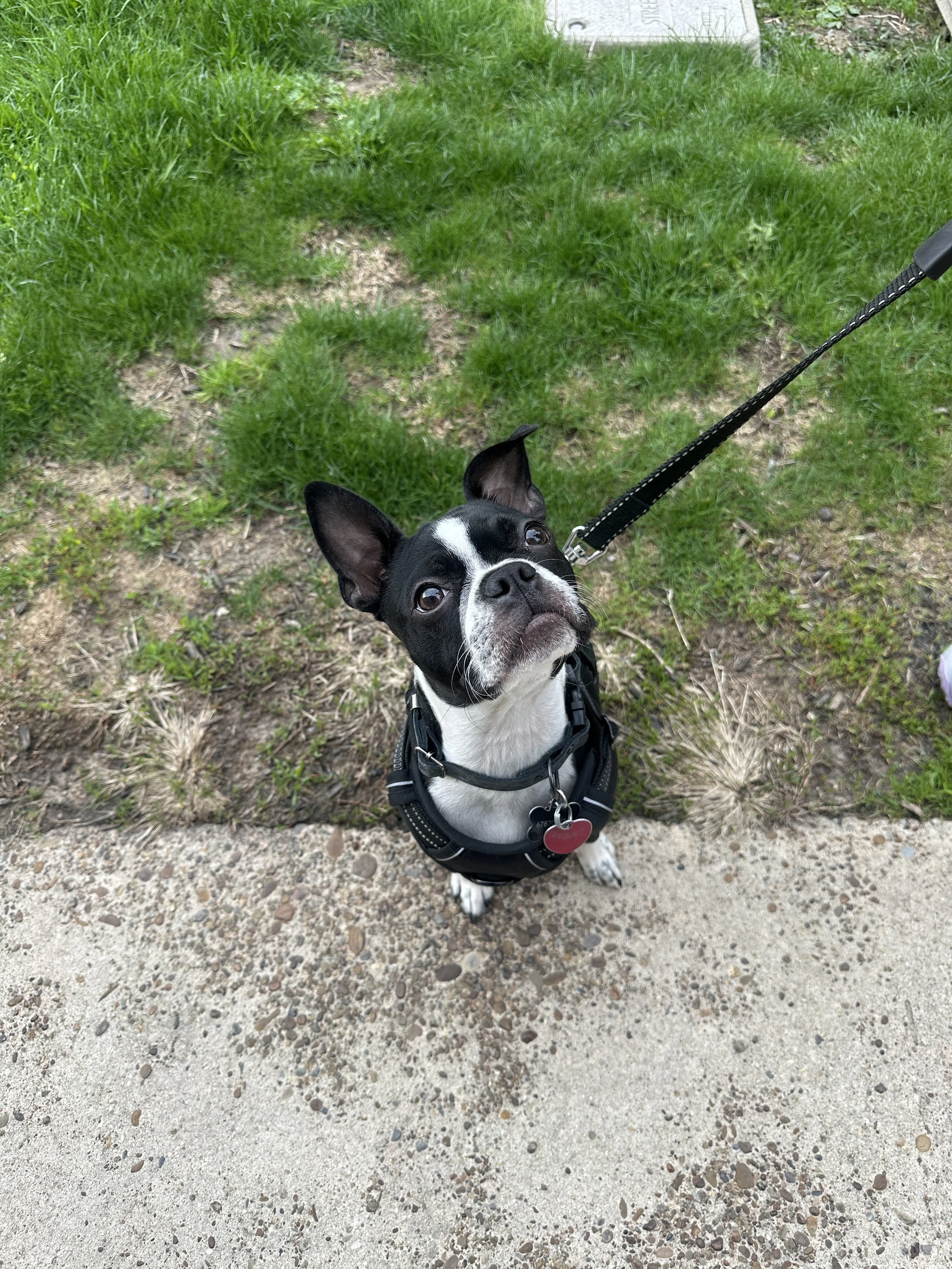 A black and white dog, possibly a Boston Terrier, sitting on a sidewalk looking up at the camera. The dog is wearing a harness and attached to a leash, with grass and a small patch of dirt in the background.