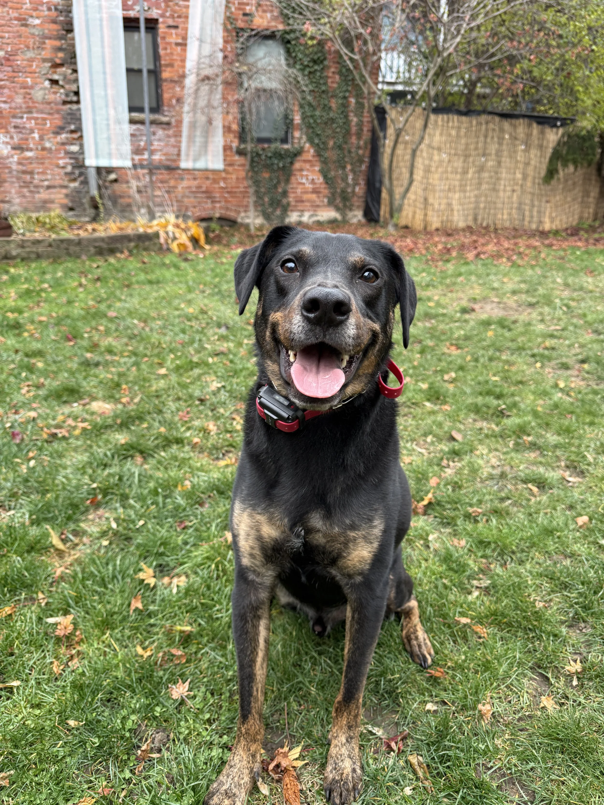 A happy black and tan dog sitting on green grass in a backyard, with a brick house, autumn leaves, and trees in the background.