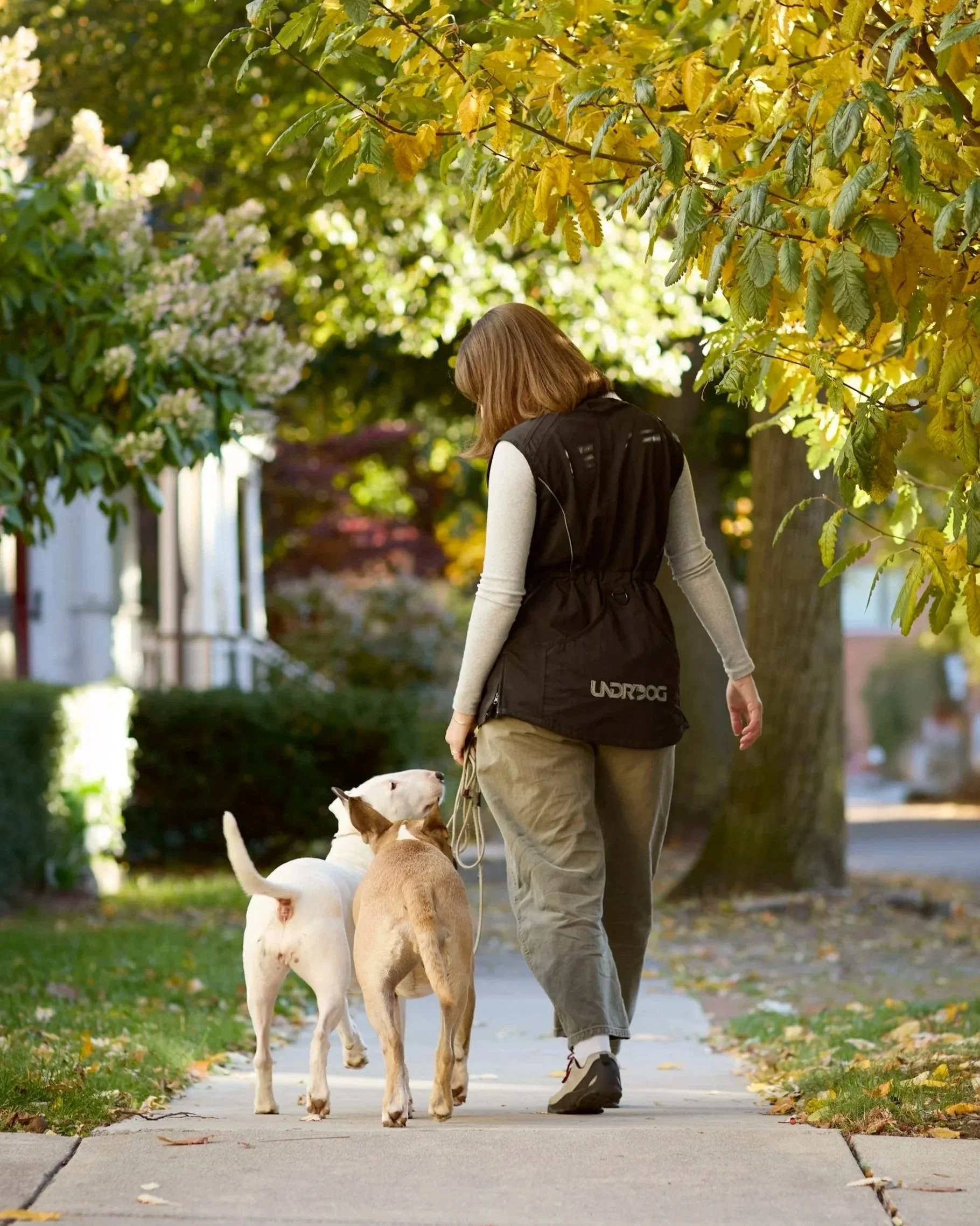 A woman walking two dogs on a sidewalk in a serene neighborhood during autumn, surrounded by trees with yellow and green leaves.