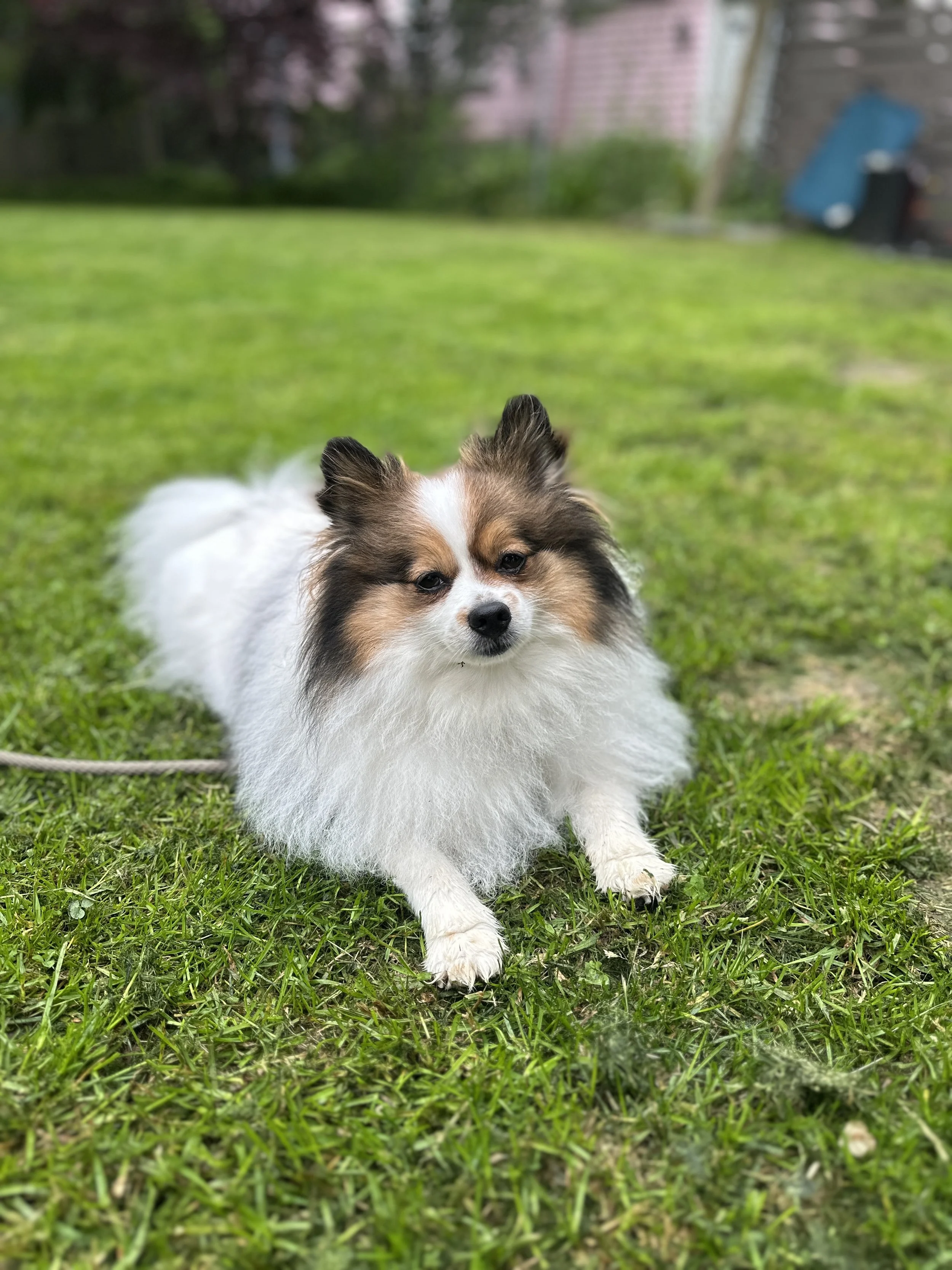 Small fluffy dog with white, brown, and black fur lying on green grass in a backyard.