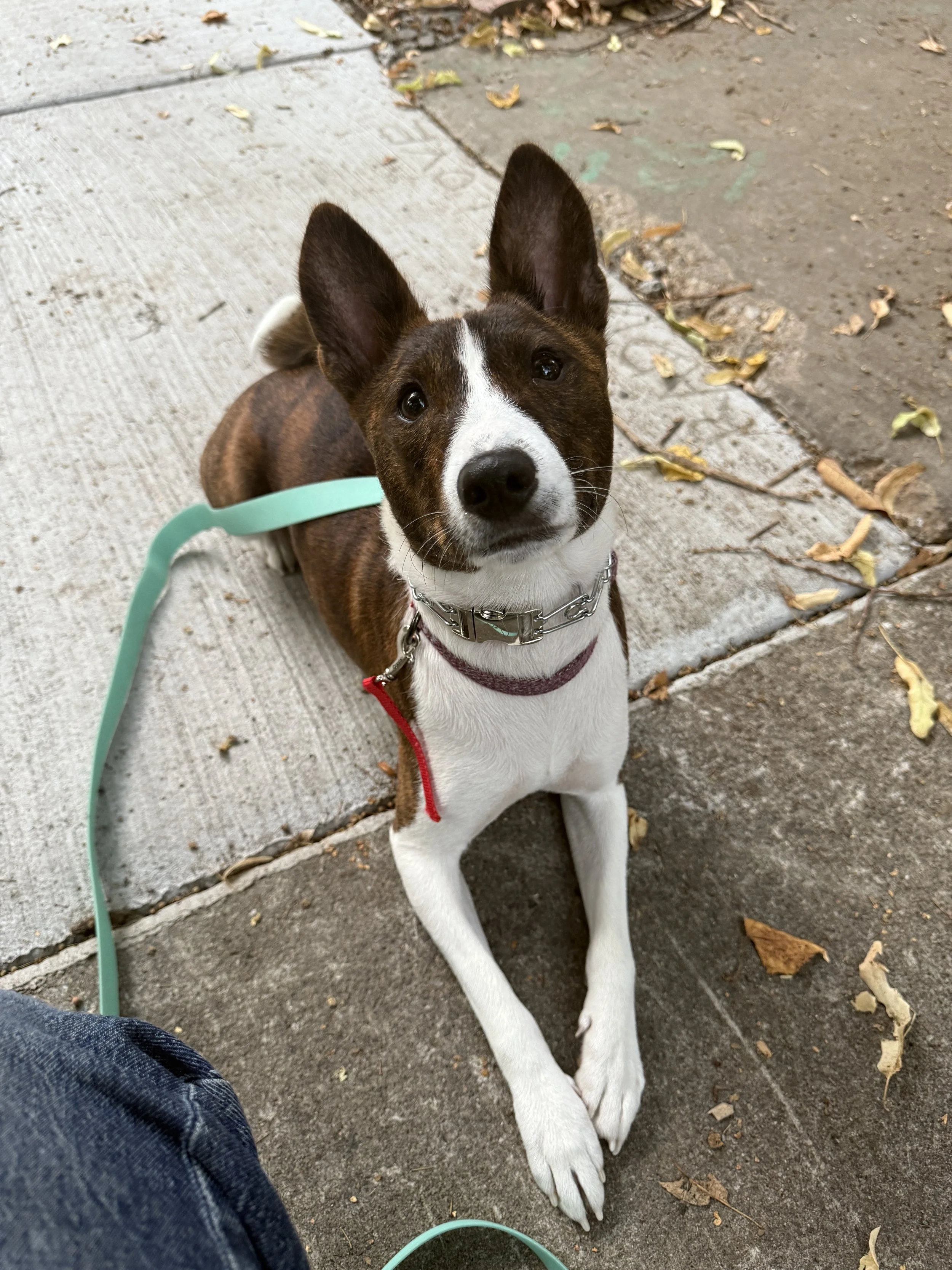 A small dog with a brown and white coat, sitting on a sidewalk, looking up at the camera, with leaves scattered on the ground.