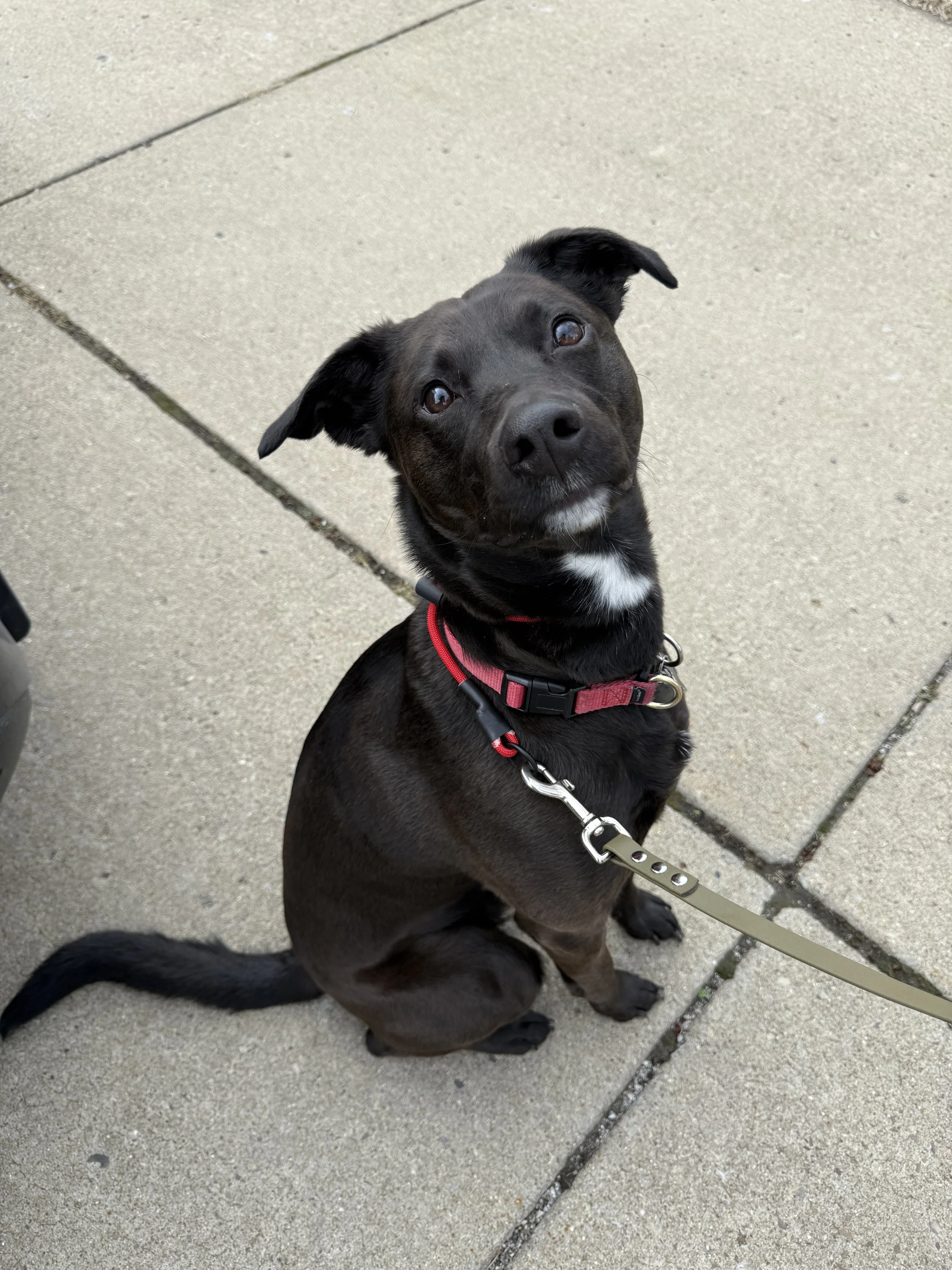 A black dog with brown markings sitting on a concrete sidewalk, wearing a red collar and leash, looking up at the camera.