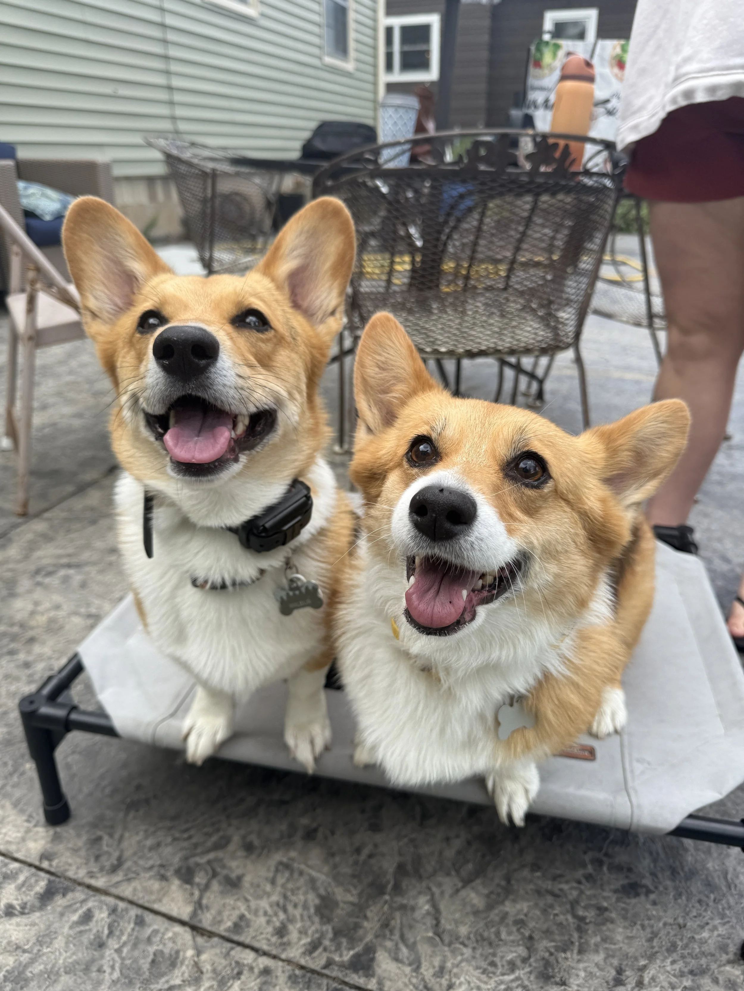 Two corgi dogs with happy expressions sitting on a table outdoors with patio furniture in the background.