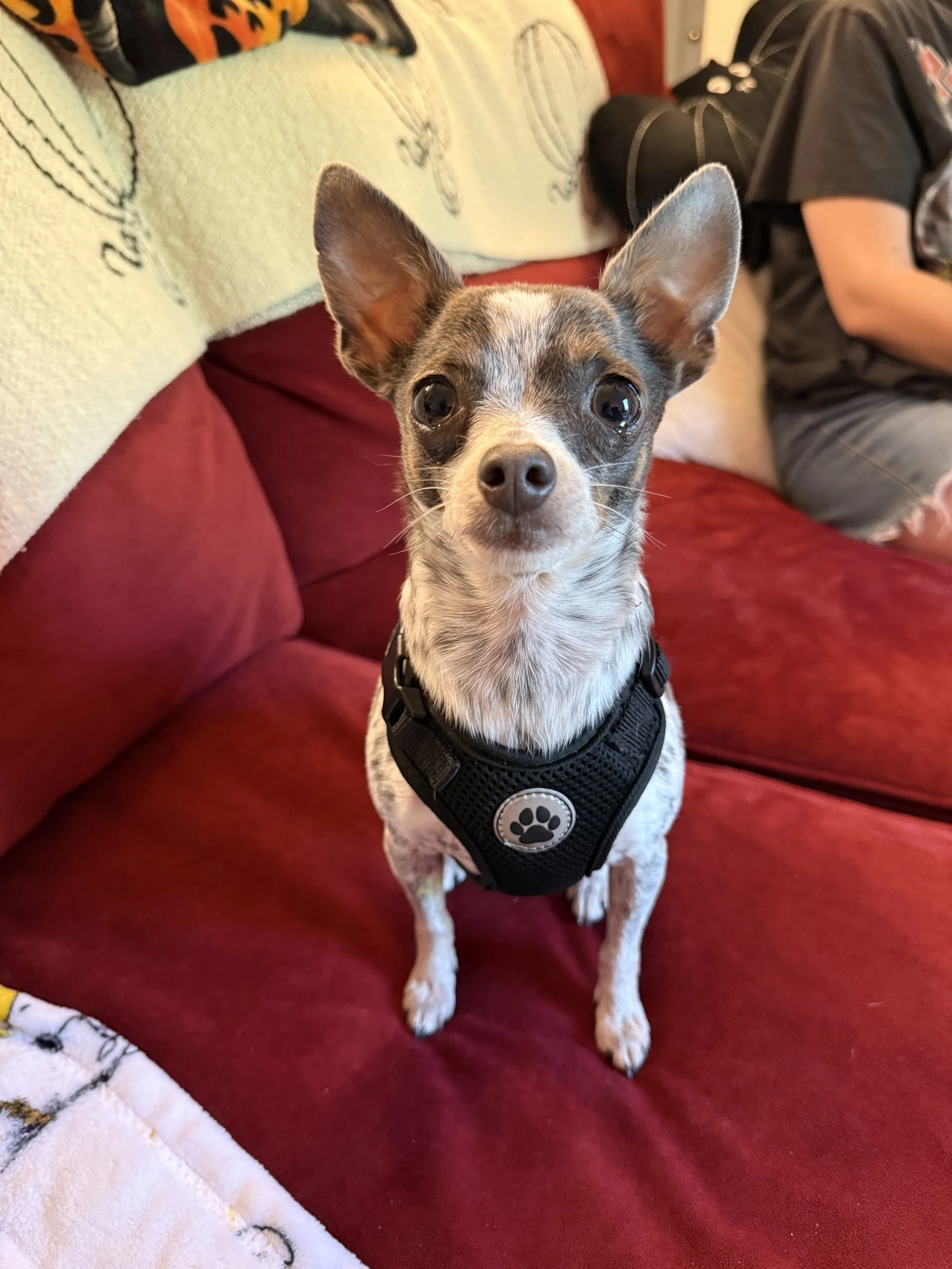 A small dog with large ears and a black harness with a paw print sits on a red sofa, looking directly at the camera.
