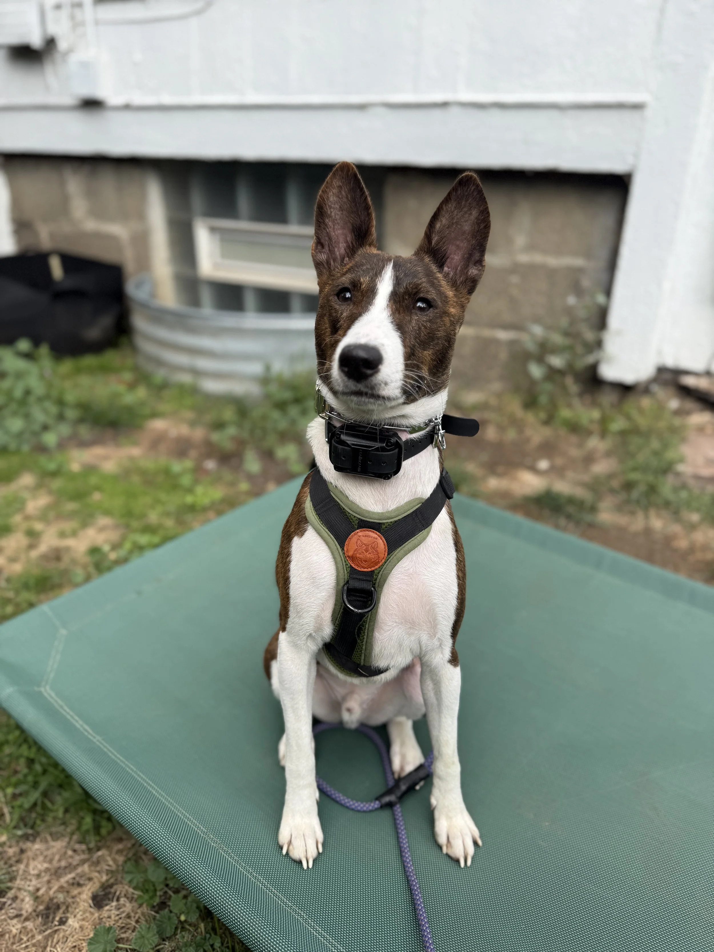 A small dog with large ears, wearing a harness and collar, sitting on a green outdoor mat in front of a building with a window and some greenery.
