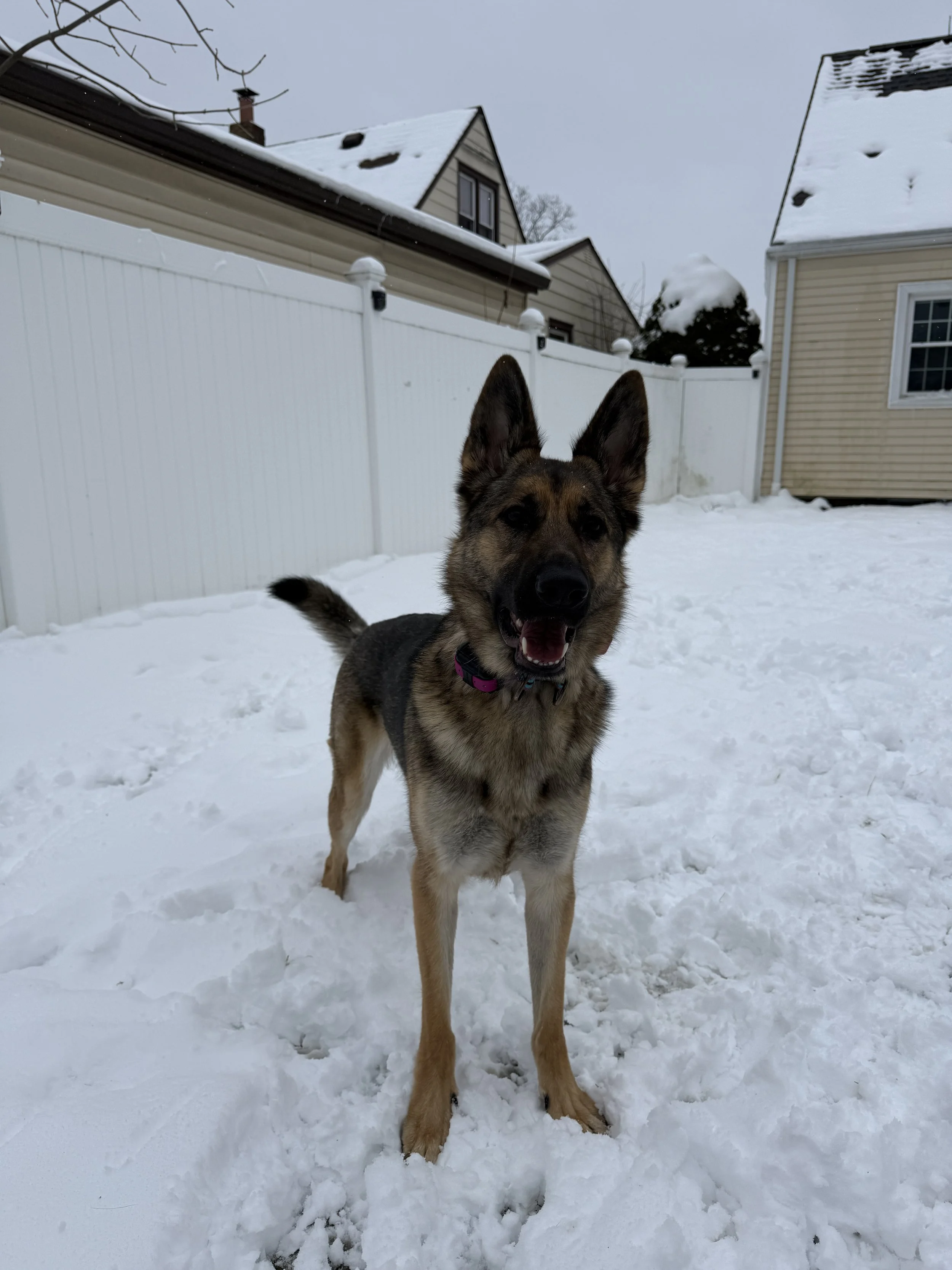 A playful mixed-breed dog with tan and black fur standing on snow in a backyard, looking happy with its mouth open, ears up, and tail wagging.