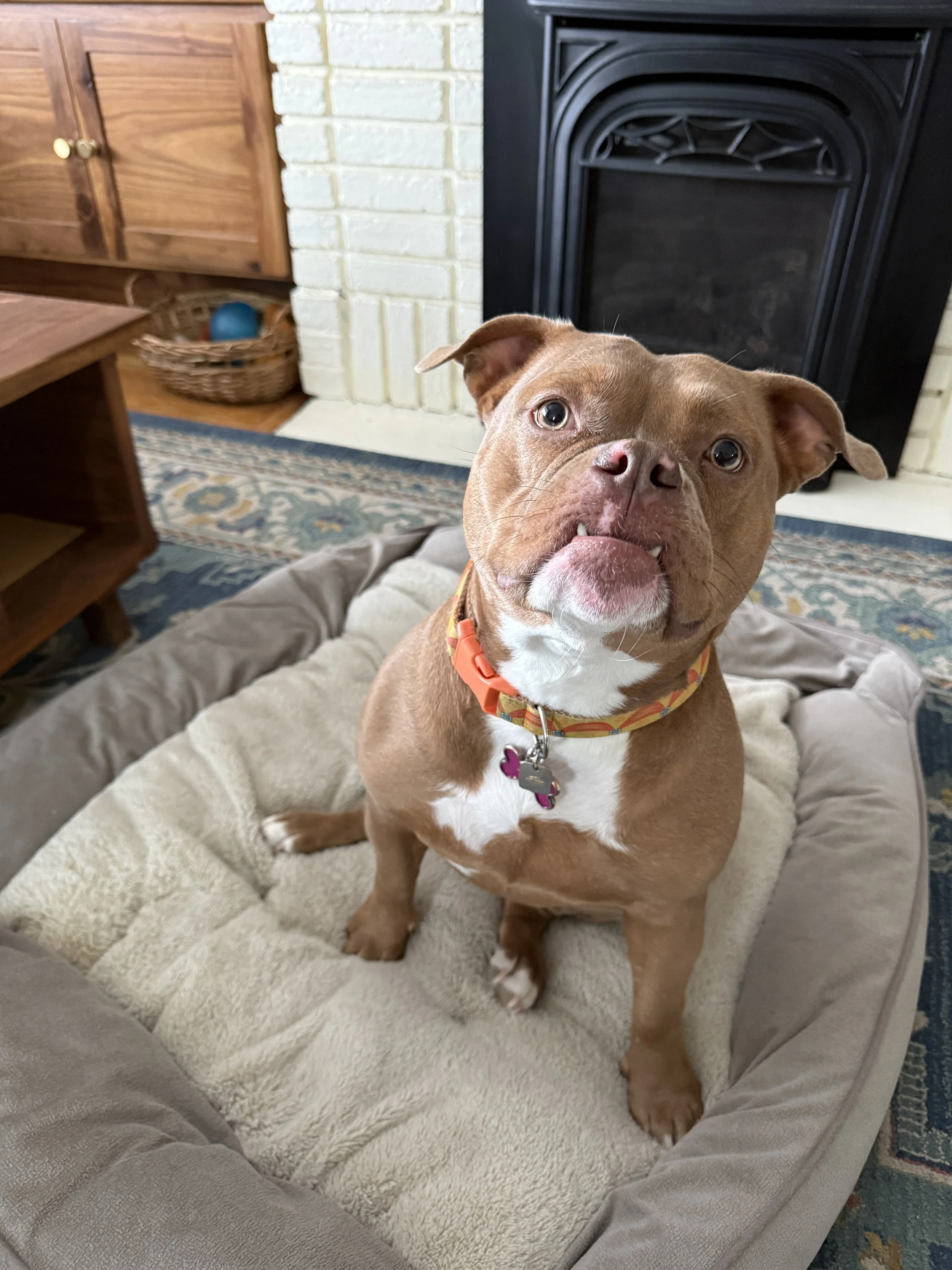 A brown dog with a white chest and a pink nose, sitting on a beige dog bed in a living room, looking up with a slightly tilted head and ears flopped to the sides, in front of a fireplace with a black metal screen.