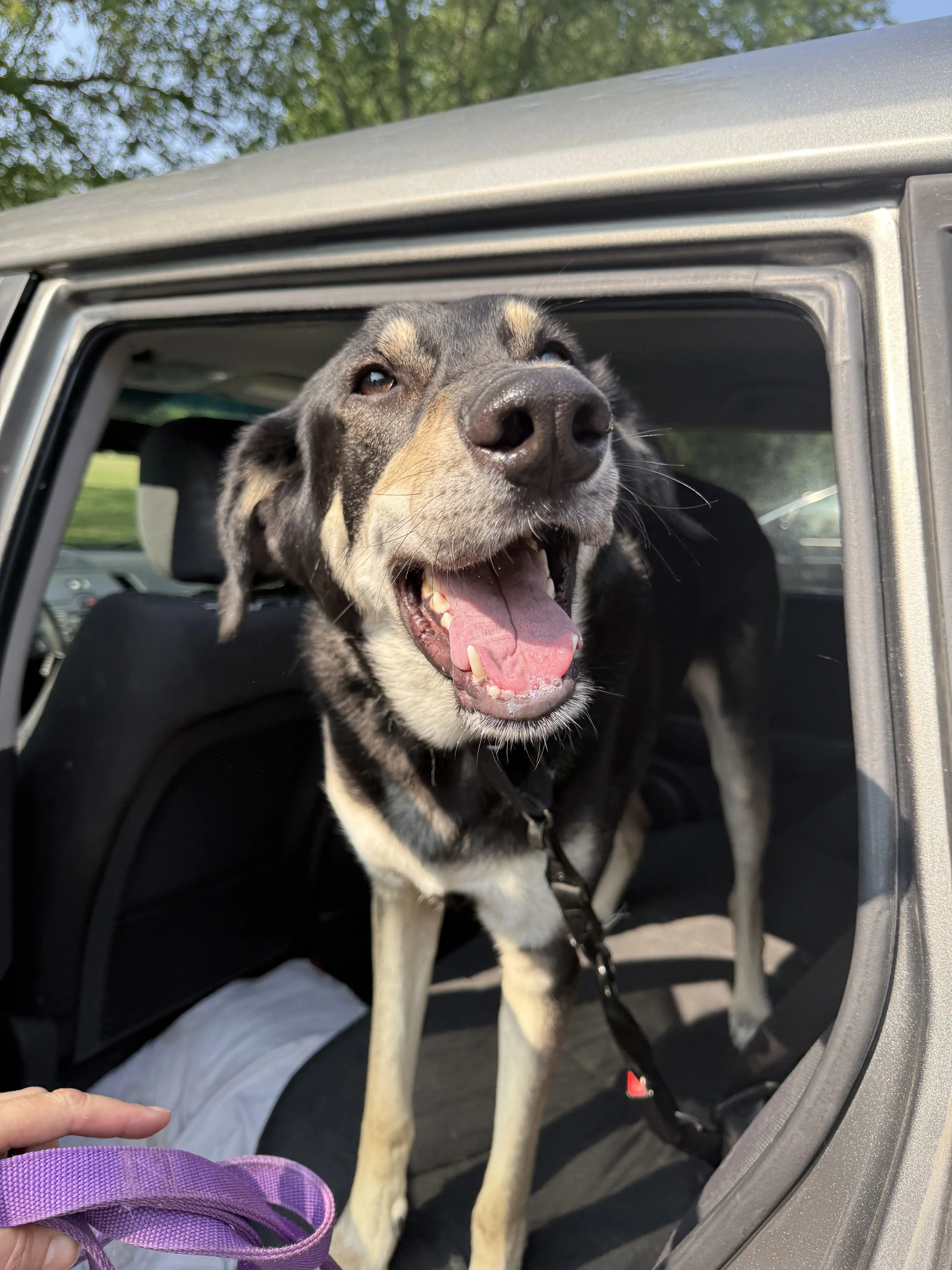 A happy black and tan dog standing in the open trunk of a car with a joyful expression.