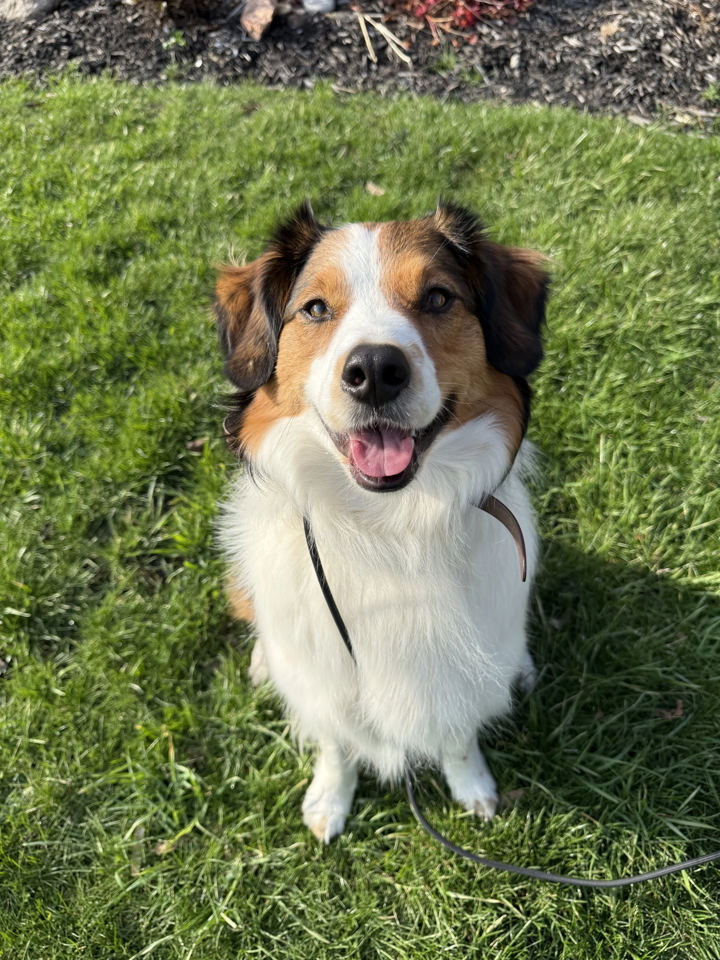 A happy, smiling dog with brown, black, and white fur, sitting on green grass, looking at the camera.