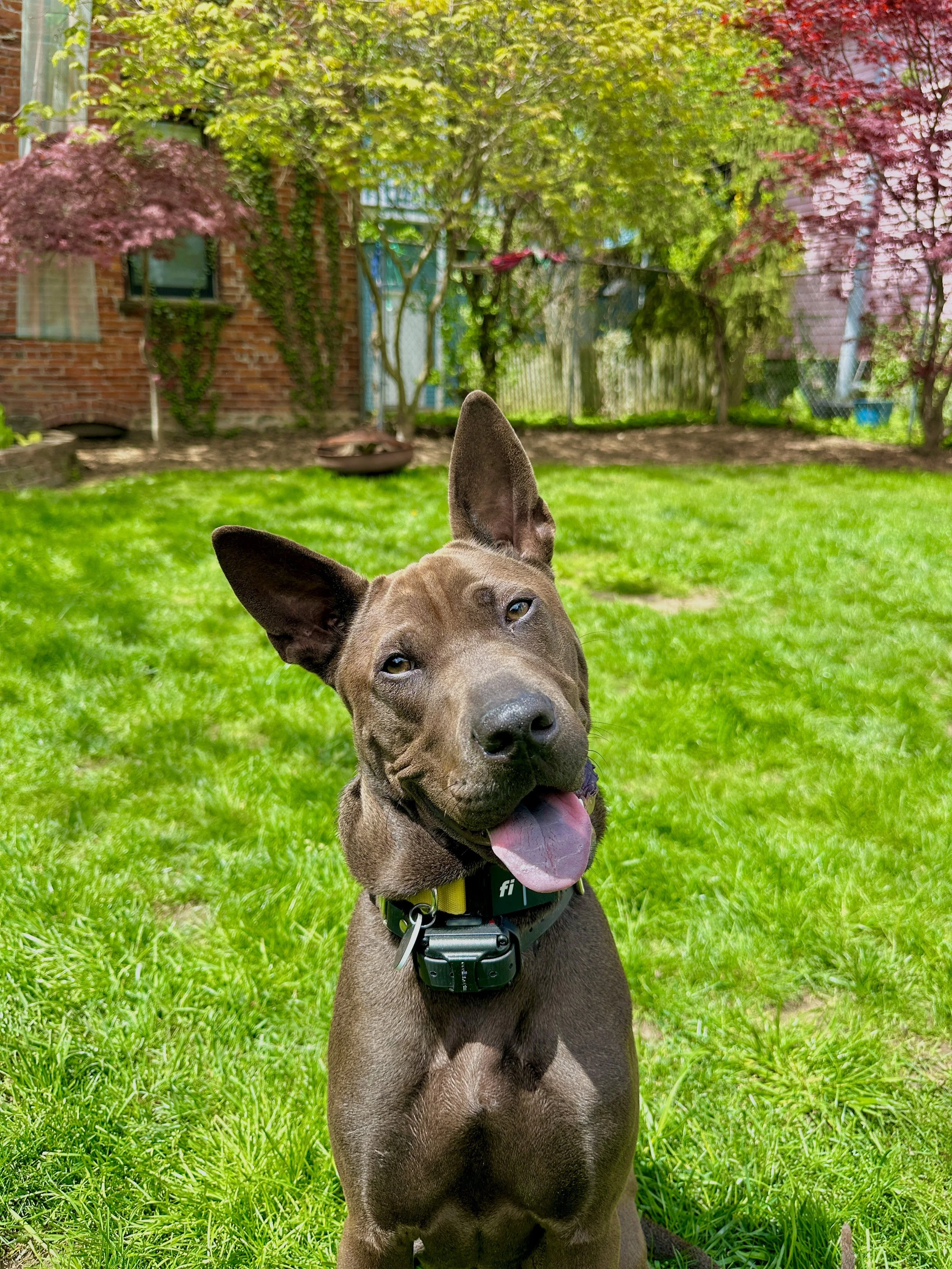 A happy brown dog with one ear up and the other flopped over, sitting on green grass in a backyard with trees and a brick building in the background.