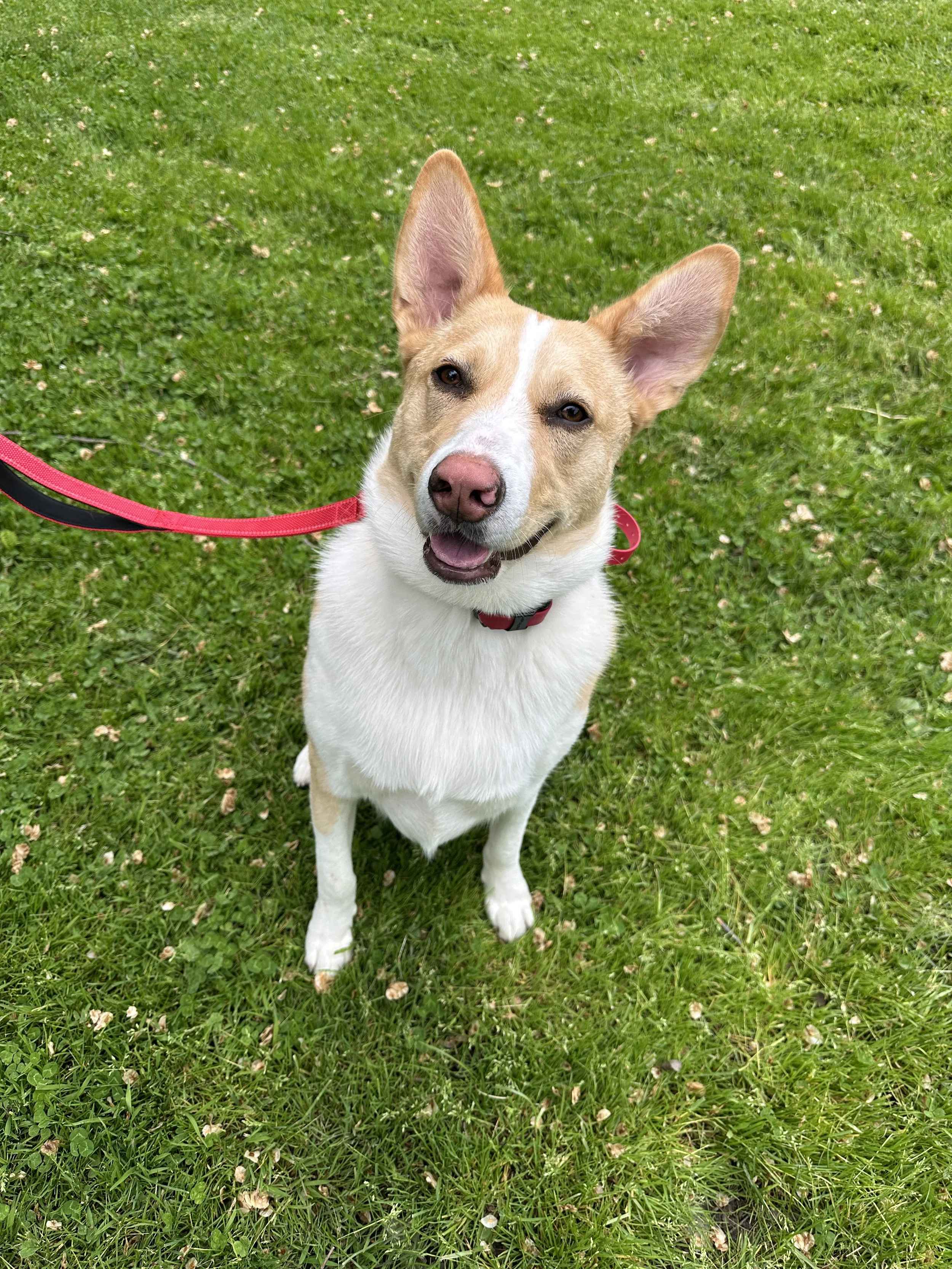 A smiling tan and white dog with large ears sitting on green grass.
