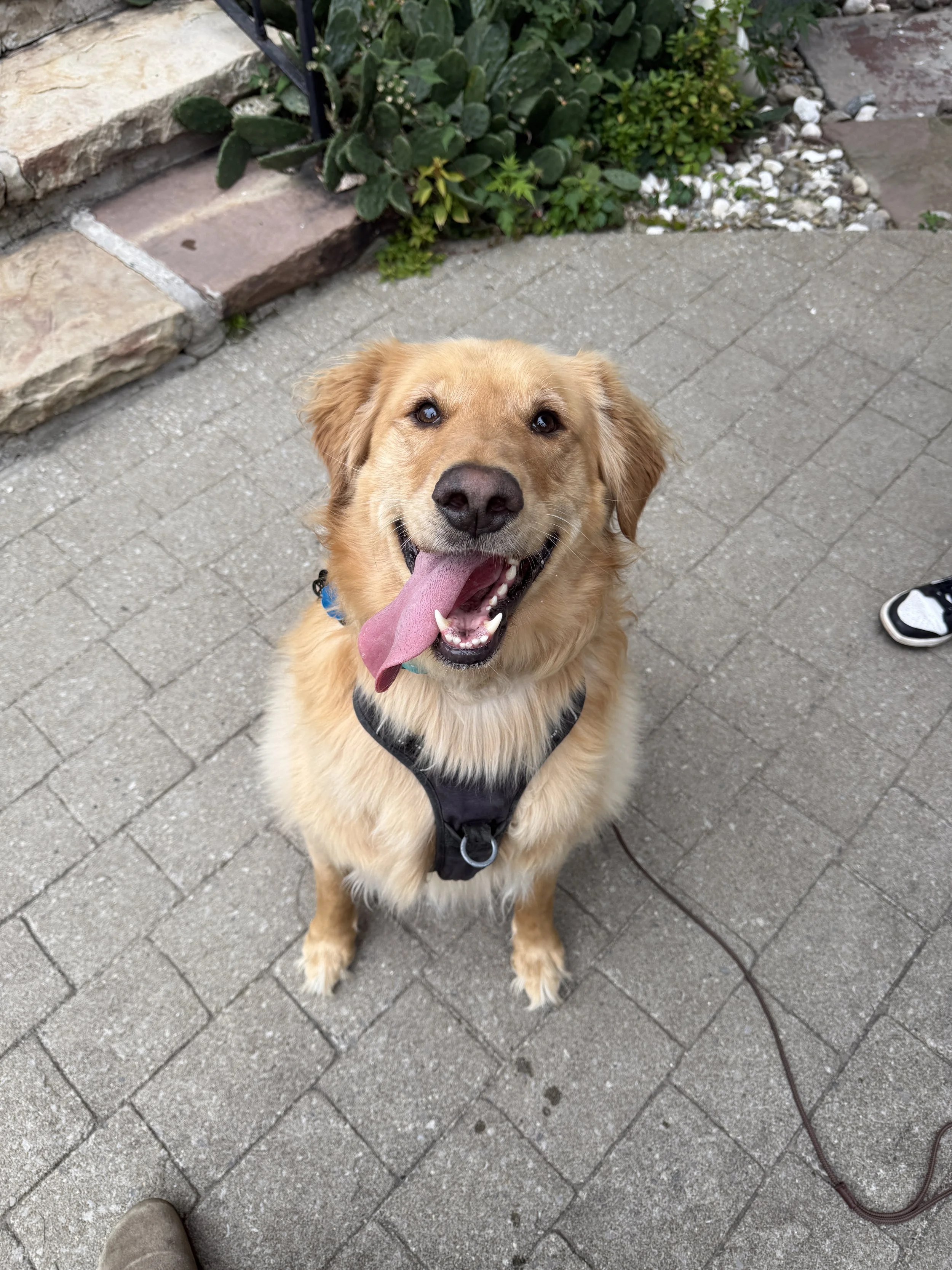 Happy golden retriever sitting on a brick-paved sidewalk, panting with tongue out, wearing a black harness, with plants and a stone border in the background.