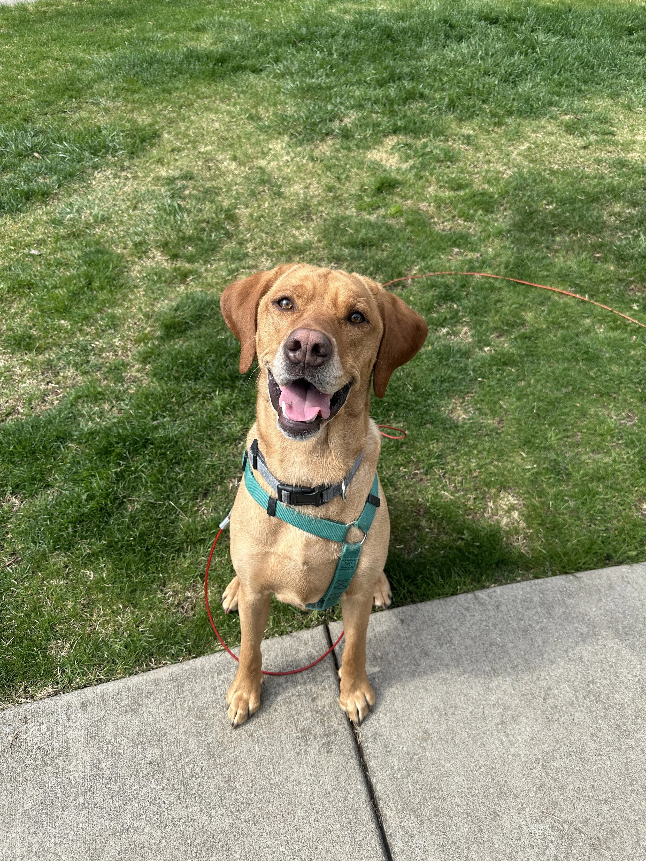 A happy, tan-colored dog with a harness, sitting on a sidewalk at the edge of a green grass area, looking up.