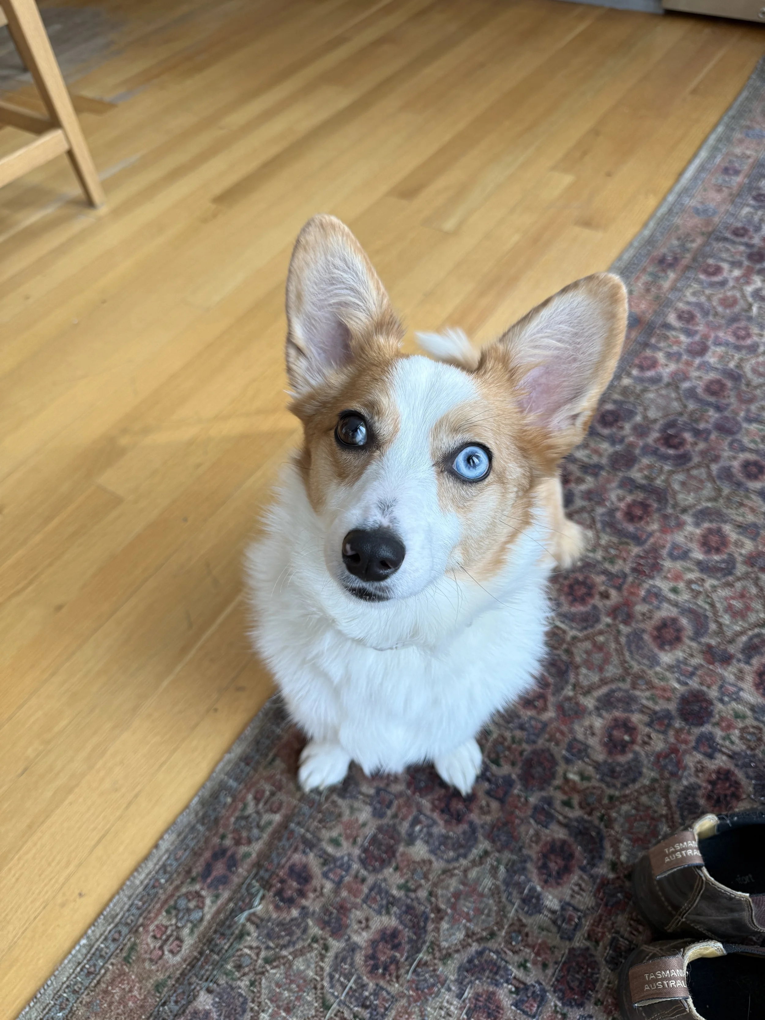 A cute dog with one blue eye and one brown eye sitting indoors on a patterned rug.