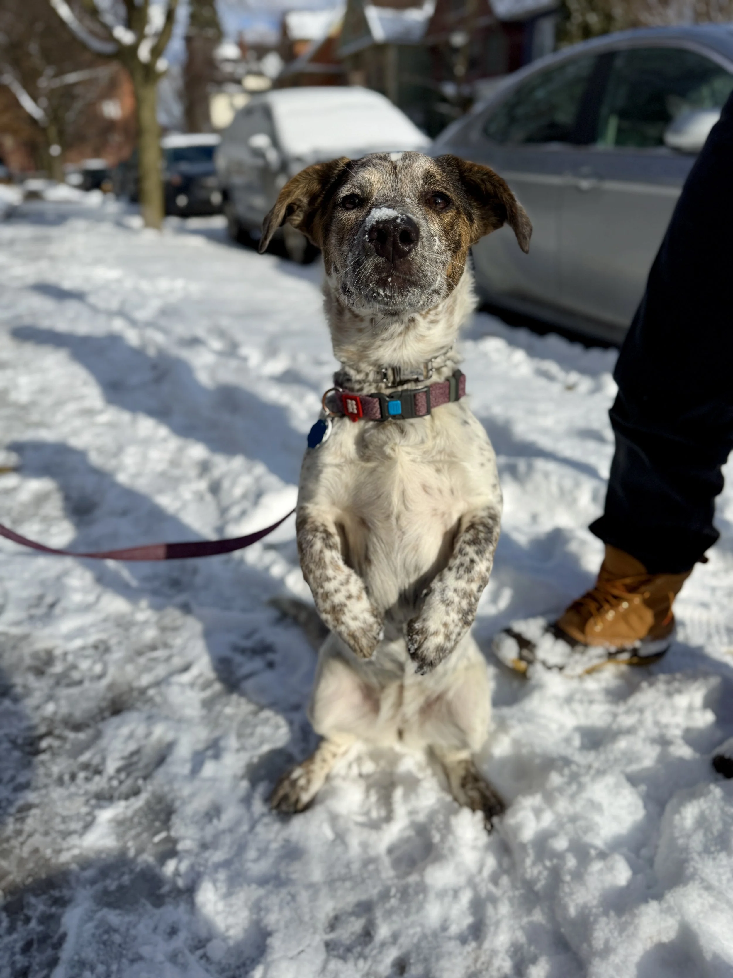A dog standing on its hind legs in the snow, with a person in brown boots and black pants partially visible nearby, in a snowy outdoor setting with parked cars and trees in the background.