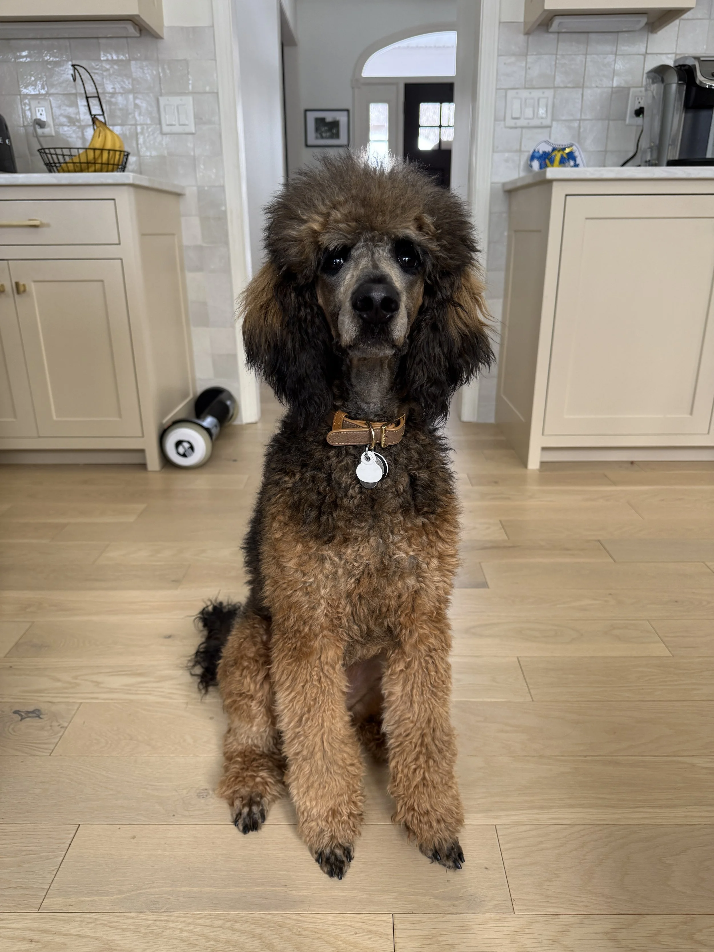 A large, fluffy brown and black poodle sitting on a wooden floor in a kitchen, looking directly at the camera.