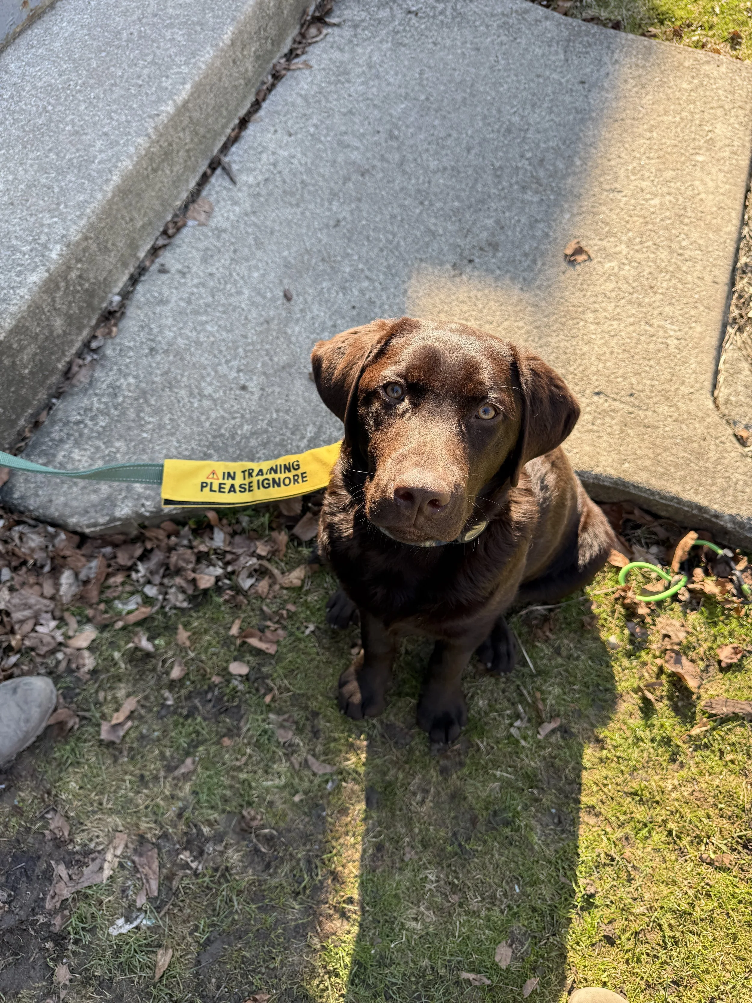 A brown Labrador Retriever puppy sitting on grass with fallen leaves, looking up at the camera. The puppy is wearing a yellow collar with a green leash that says, 'IN TRAINING PLEASE IGNORE.'