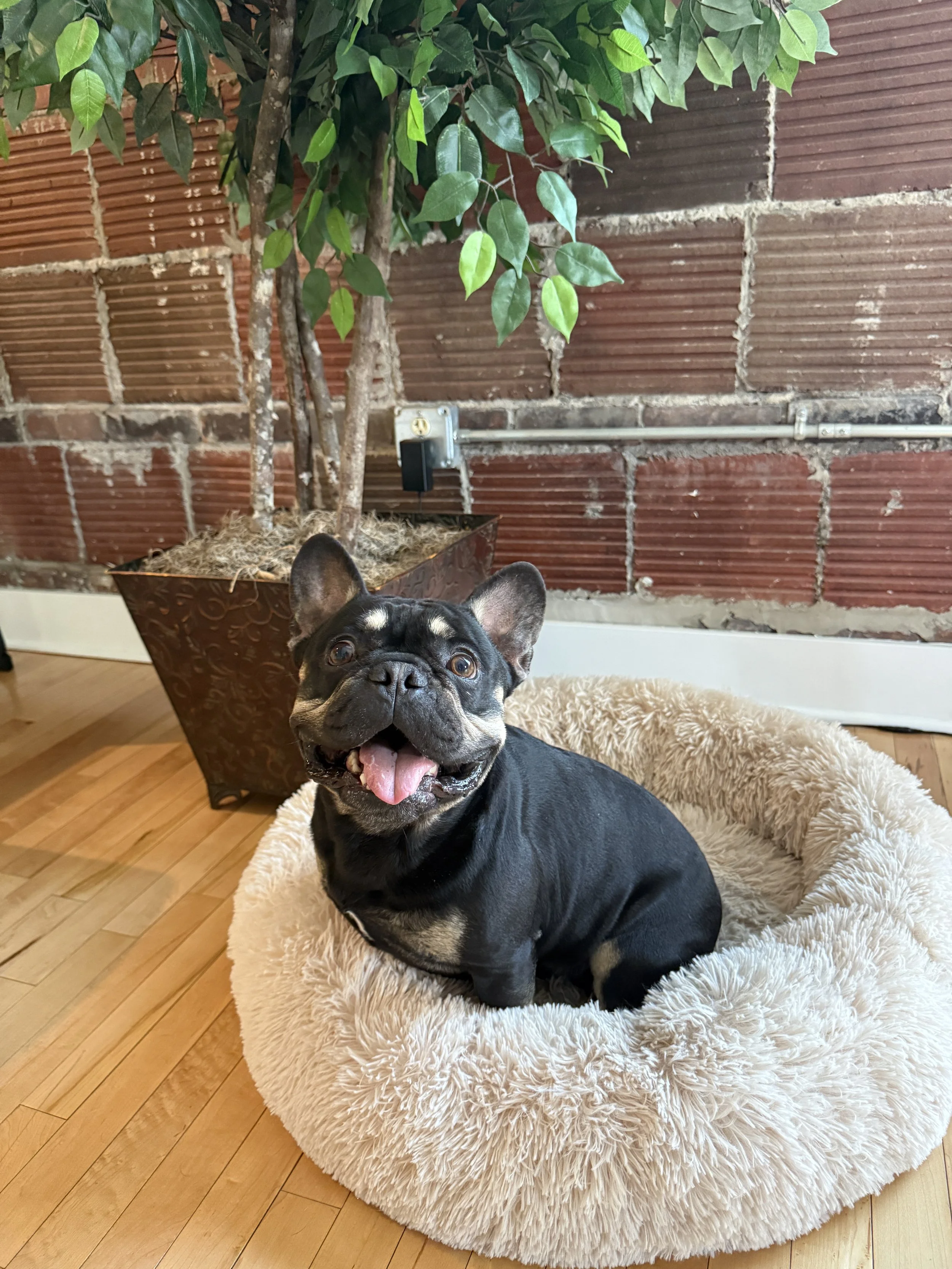 A black French Bulldog puppy sitting on a fluffy beige dog bed indoors with a plant in a decorative pot and a brick wall in the background.
