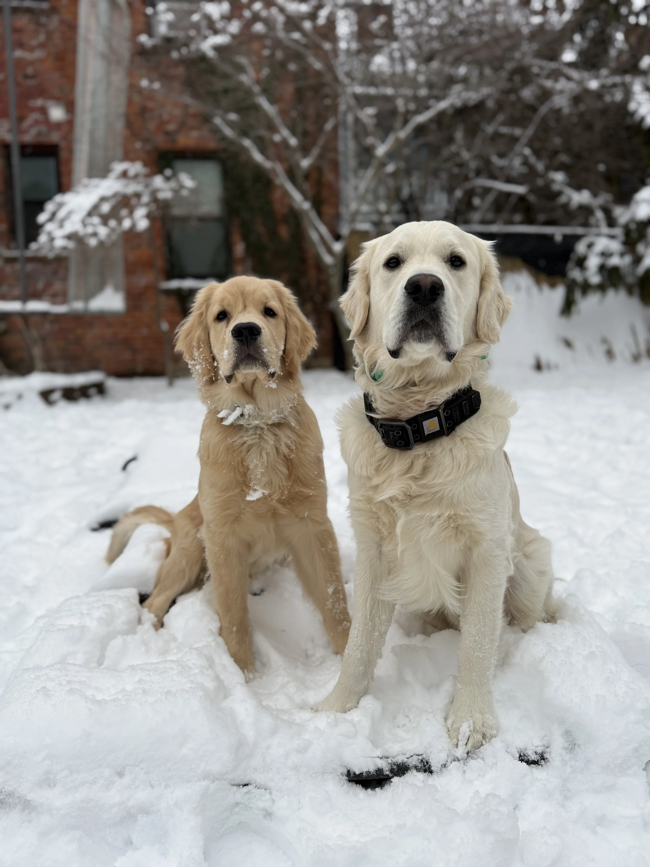 Two Golden Retrievers sitting in the snow outdoors, with a brick house and snowy trees in the background.