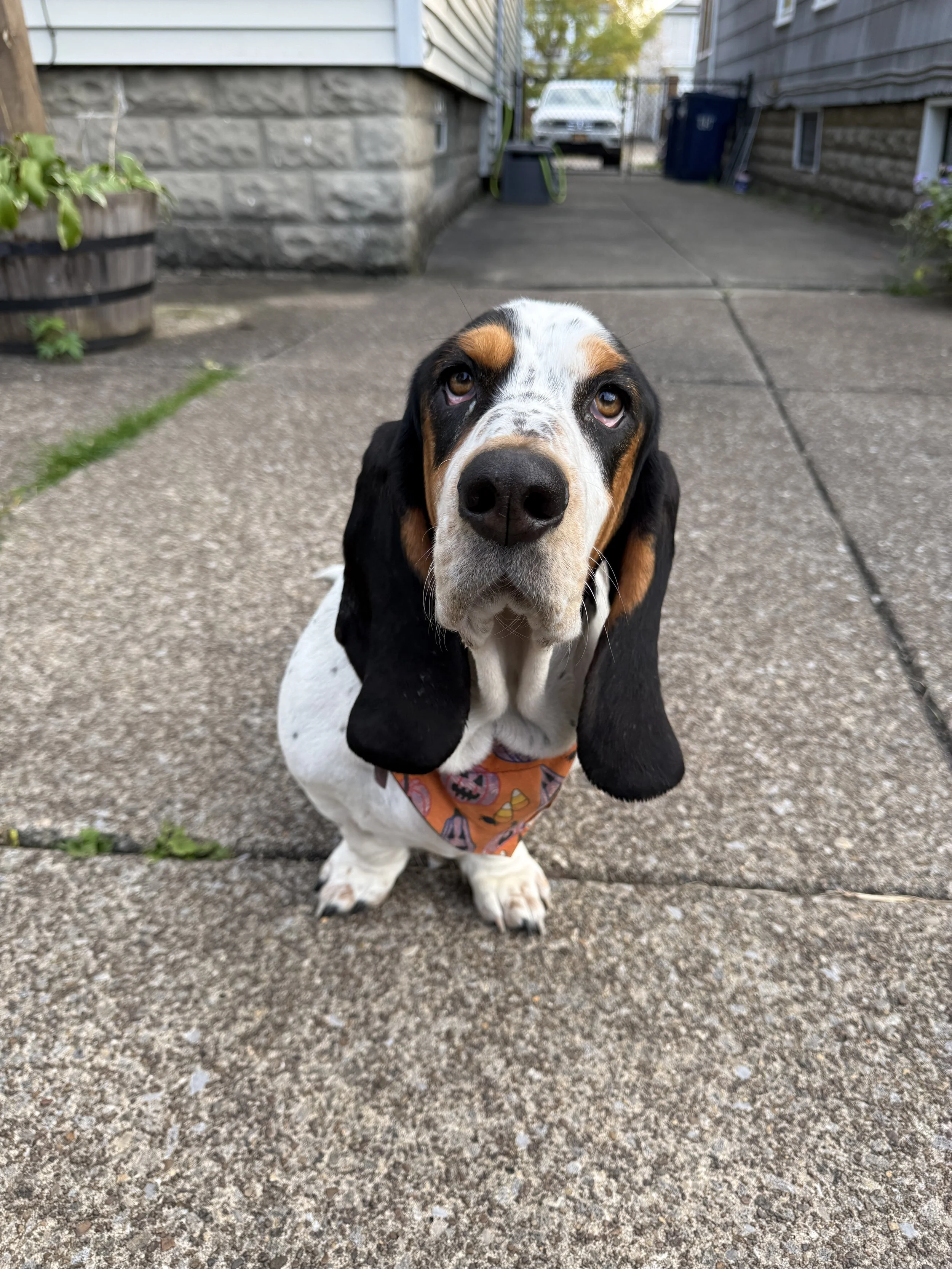 Close-up of a Basset Hound dog sitting on a concrete patio, wearing a Halloween-themed bandana, with a focused expression.