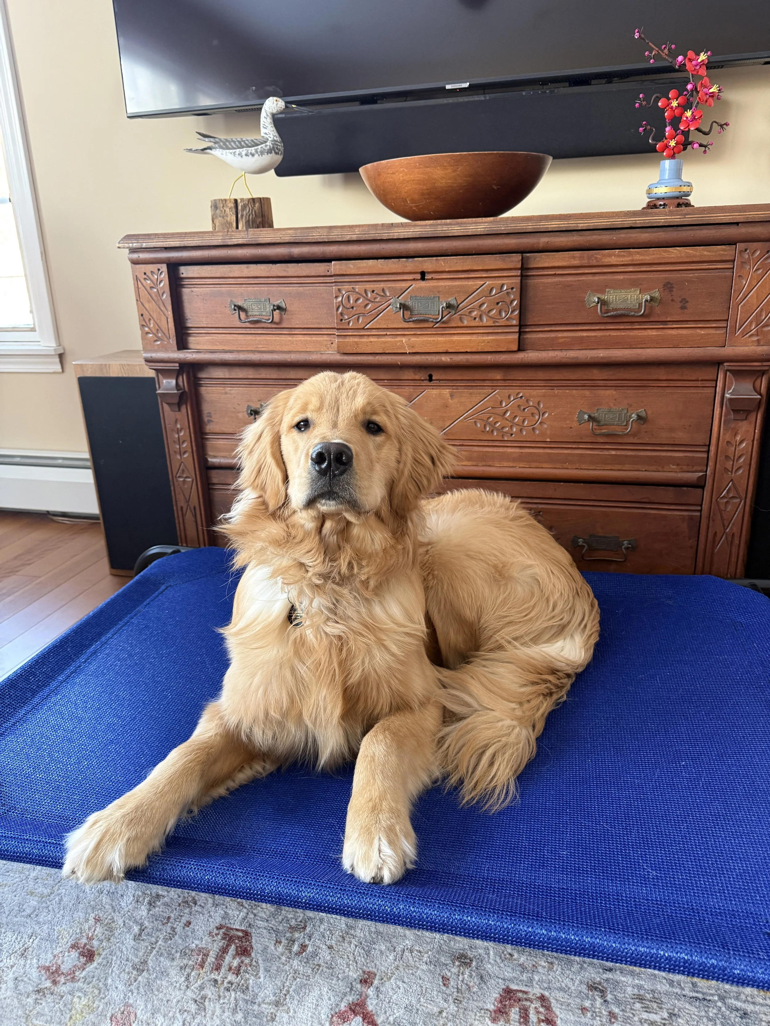 A golden retriever dog lying on a blue dog bed inside a living room.