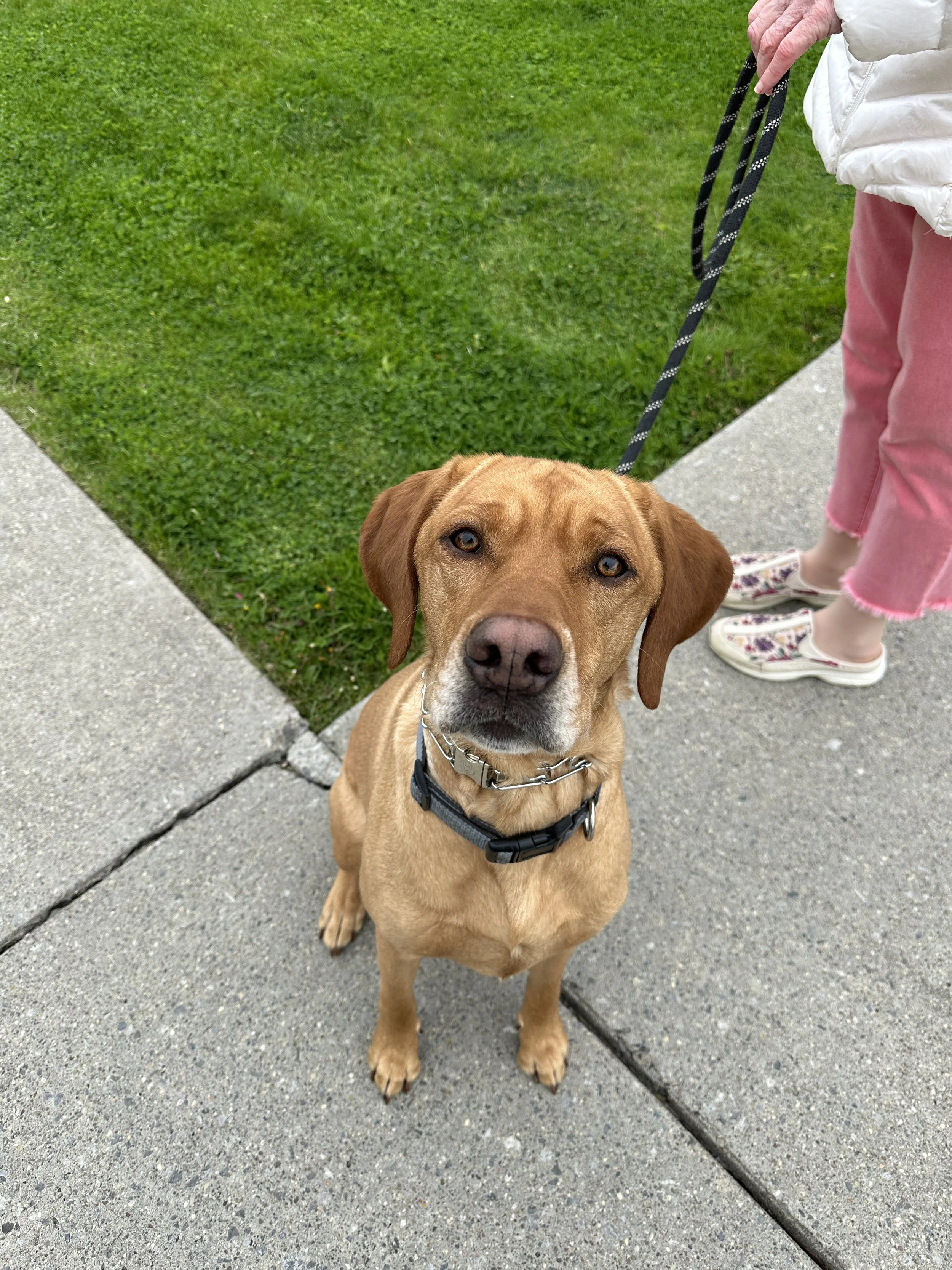 A brown dog with a black collar sitting on a sidewalk, looking up at the camera, with a person holding its leash nearby, standing on a grassy area.
