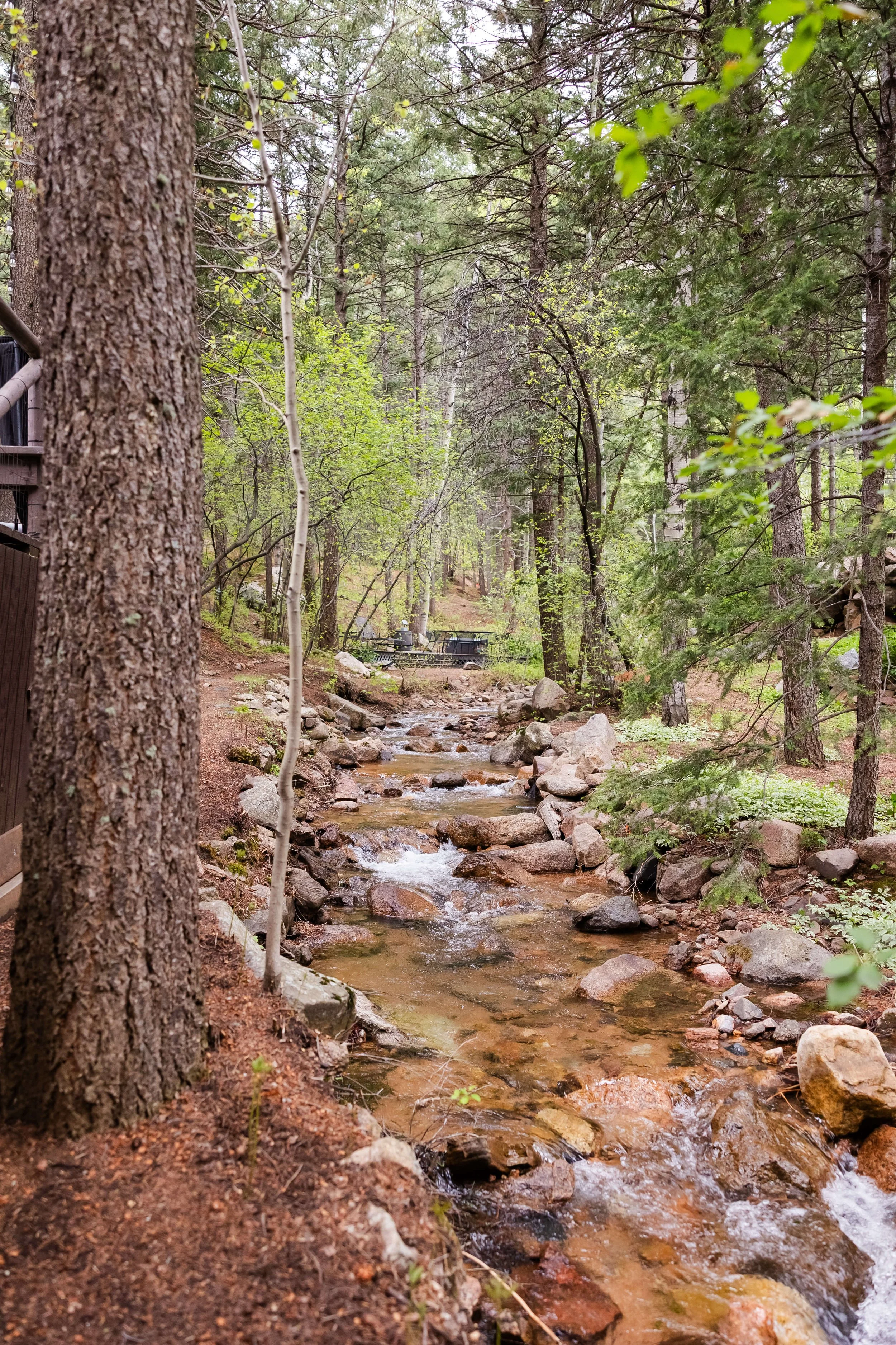 A small stream flows through a forested area with tall pine and aspen trees. The forest floor is dirt and scattered with rocks, and some greenery is visible along the edges of the stream.
