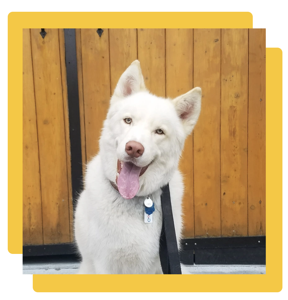 A white Siberian Husky with blue eyes, sticking out its tongue, sitting in front of a wooden fence. His name is Koda.