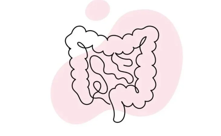 gut-health-icon-1720106103-hero.jpg