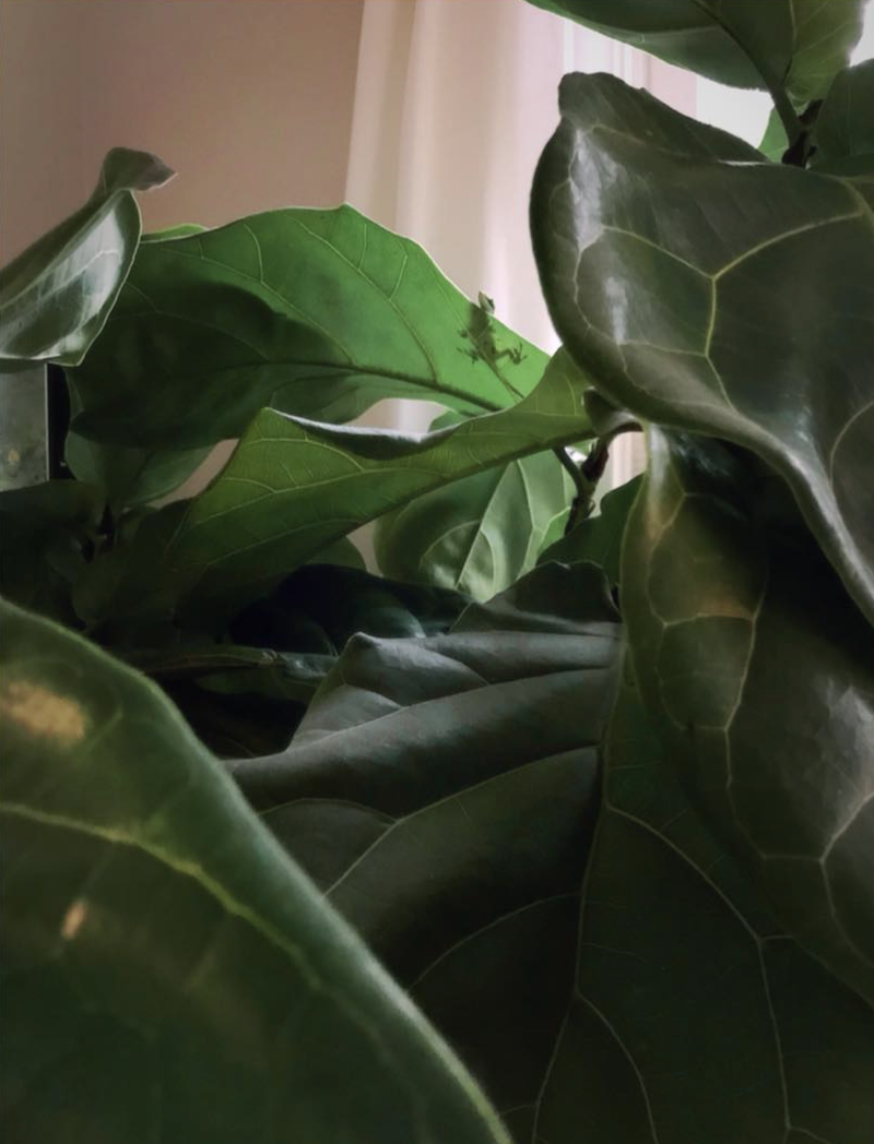 Nature Indoors