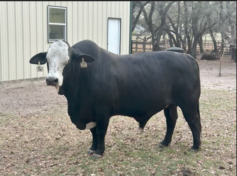 Cattle standing near farm building, representing livestock and agricultural operations.