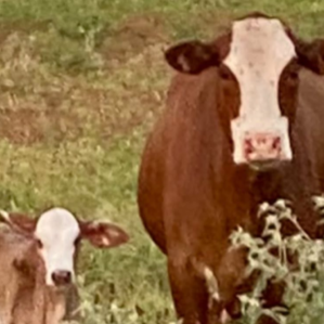 Two cows in a grassy field.