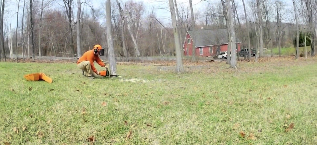 Estimate for Small Tree Removal