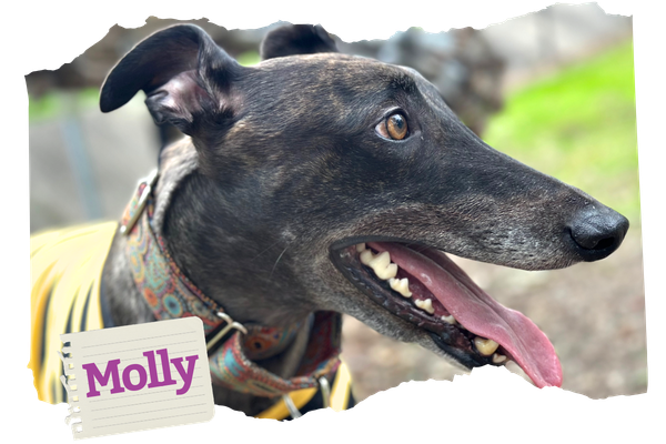 The truth behind the myths: How racing life shapes – and hurts – greyhounds&nbsp;