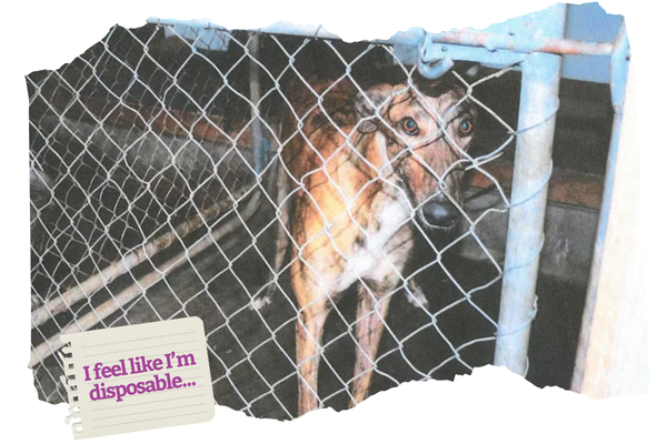 The truth behind the track: The hidden reality of declining greyhound care